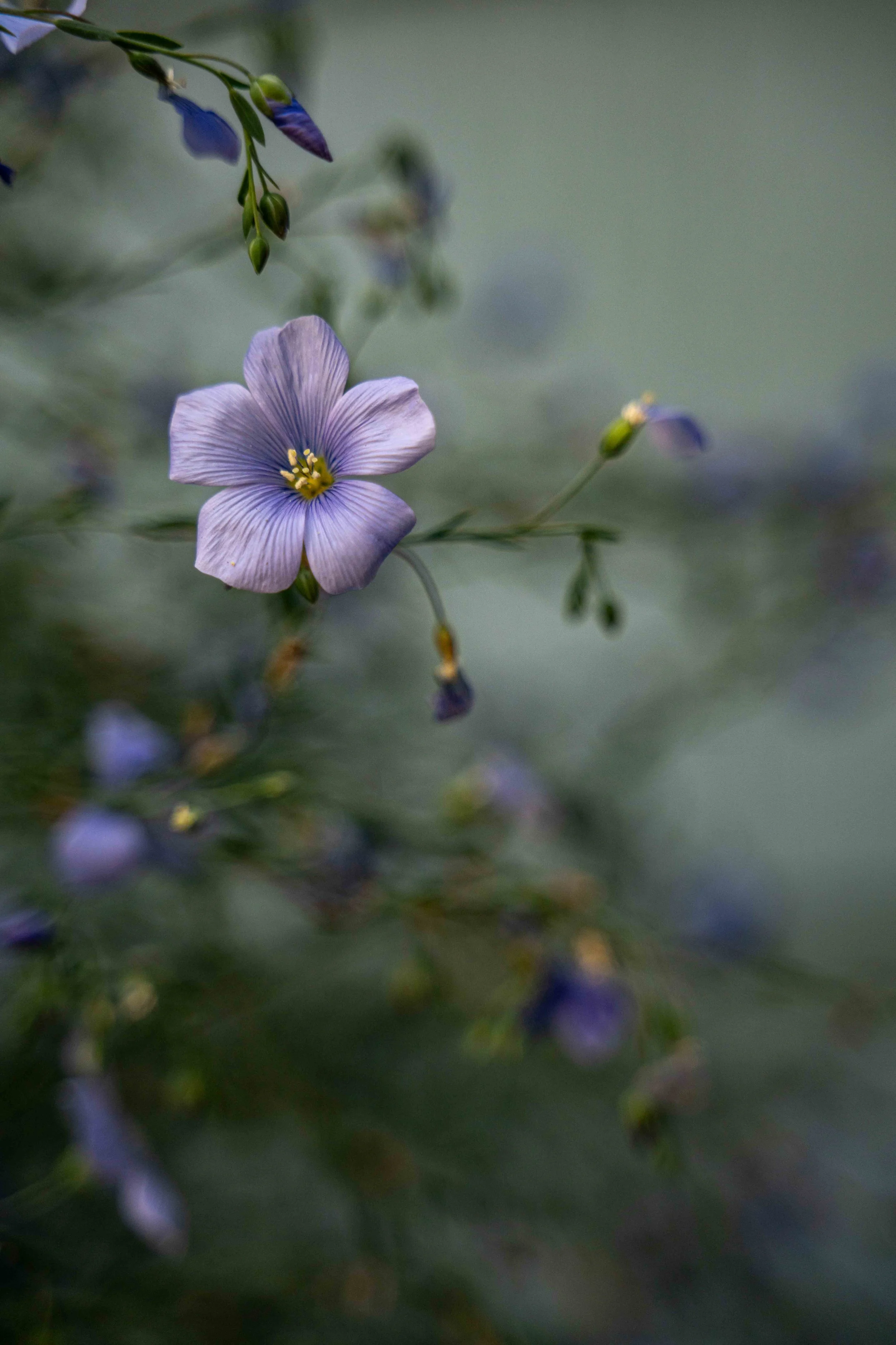 flax vertical leading line.jpg