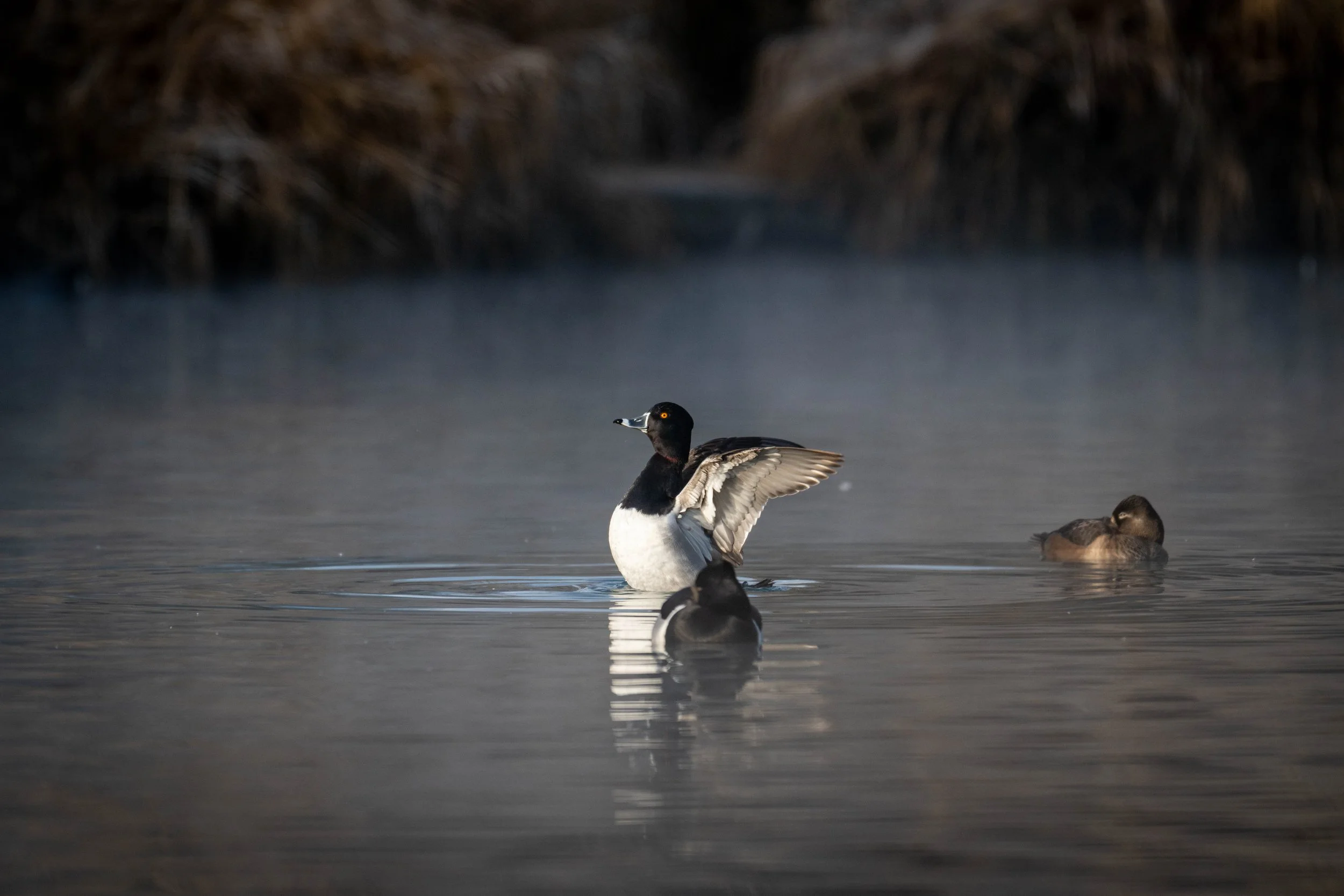 ring-neck male wingercize1.jpg