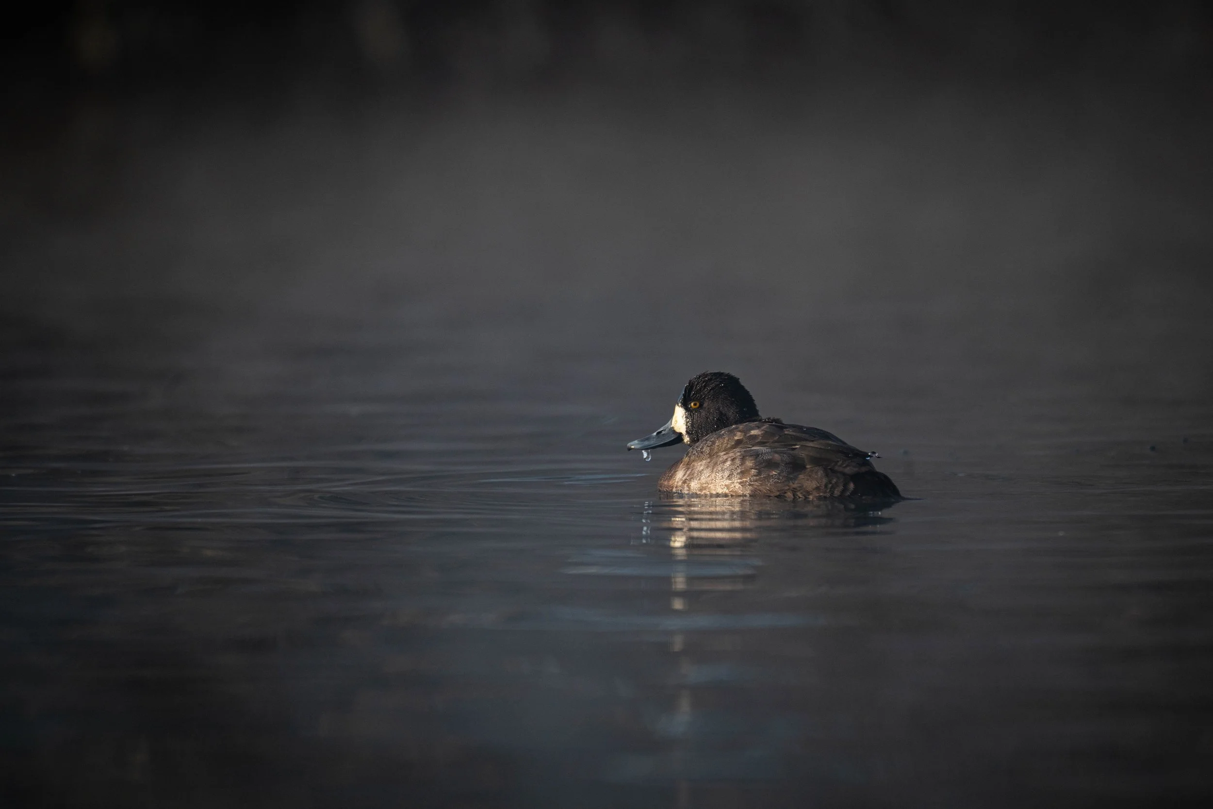 female ring neck water drop on beak.jpg