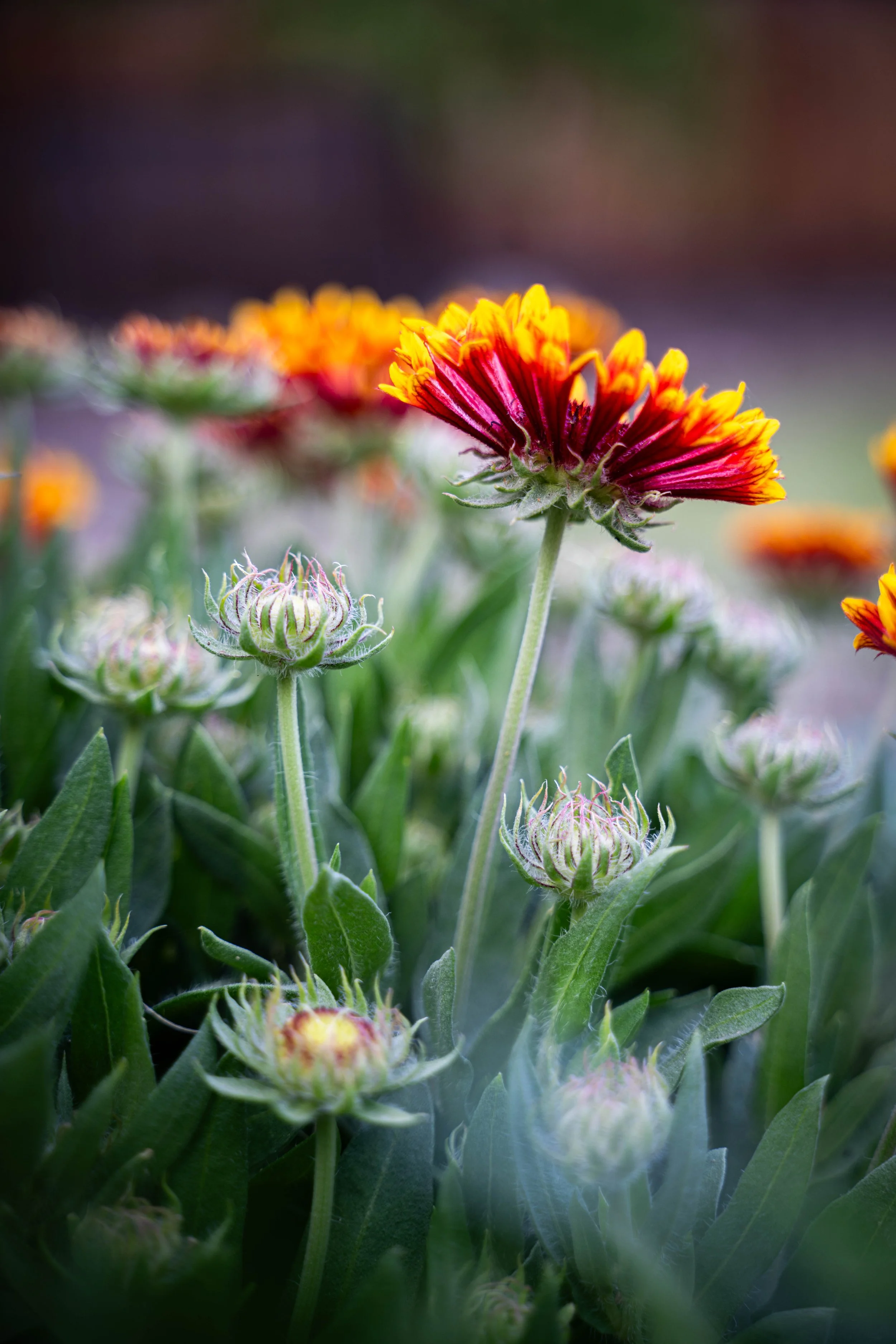 orange flowers1.jpg
