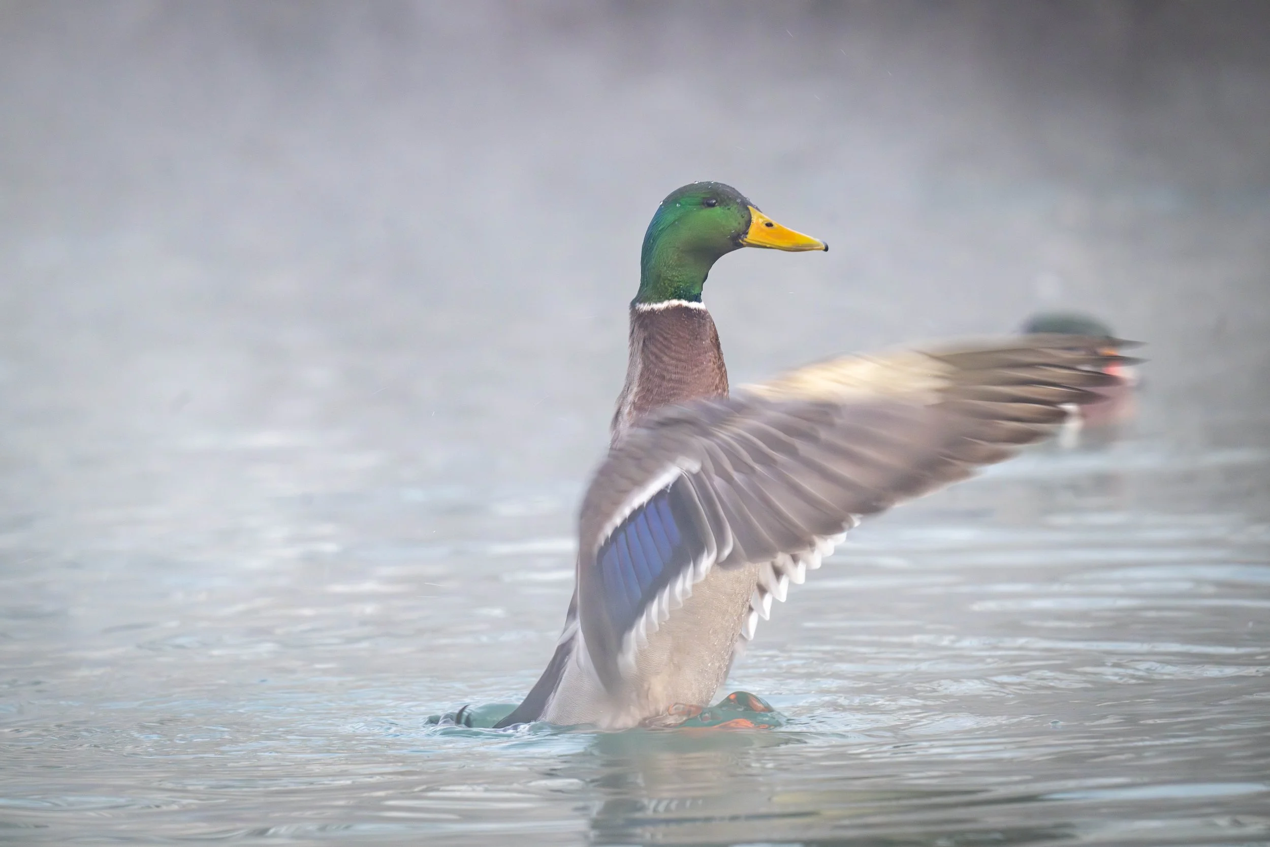 Mallard wing flap.jpg