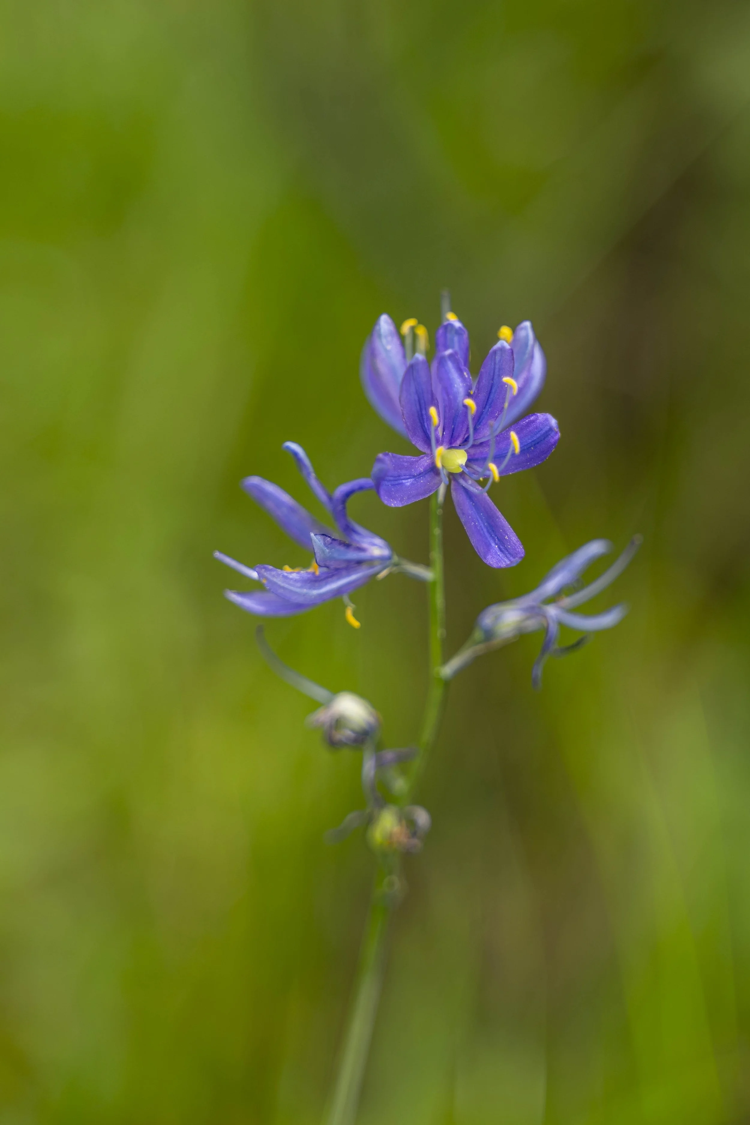 camas lily.jpg
