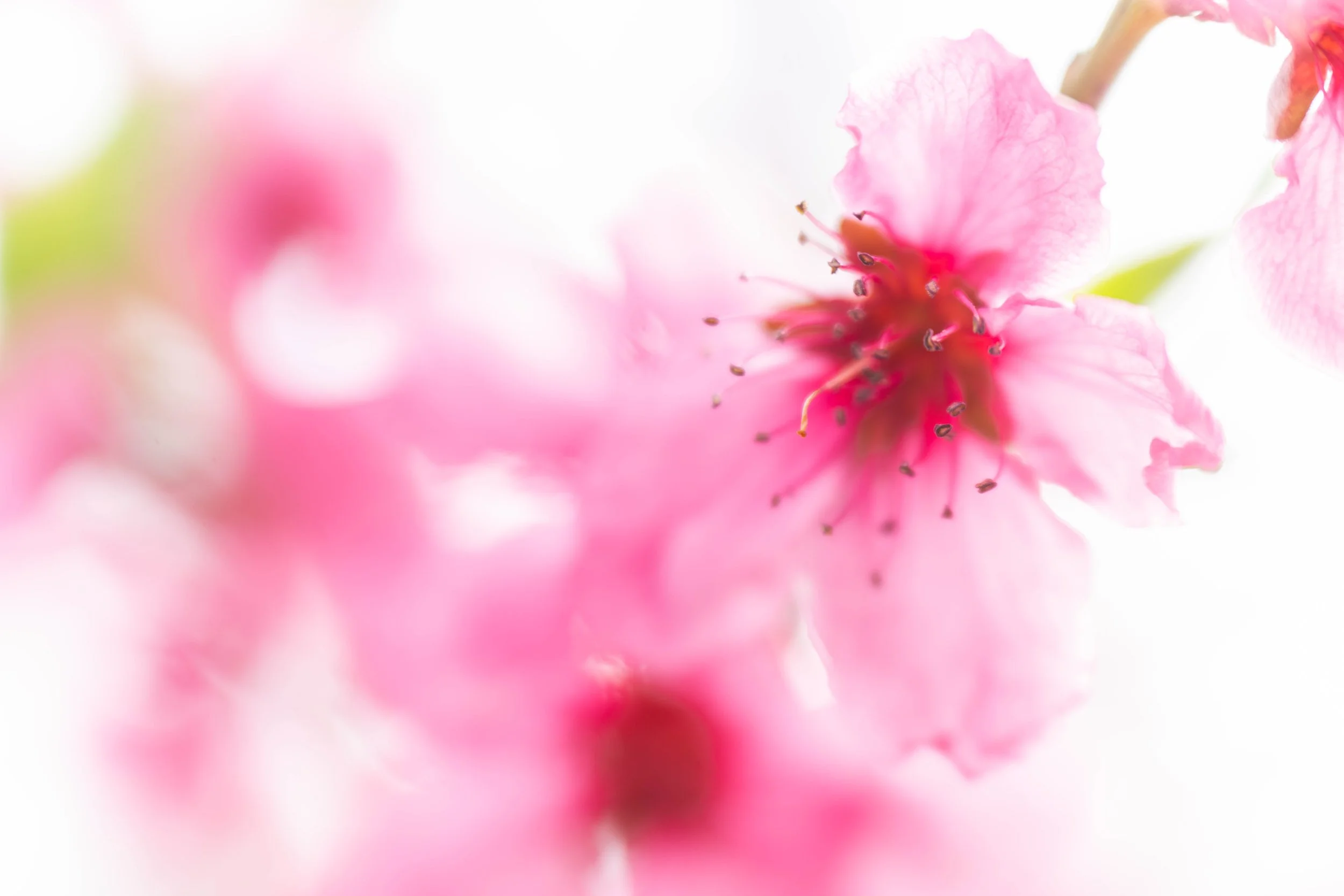 peach blossom high contrast painterly.jpg