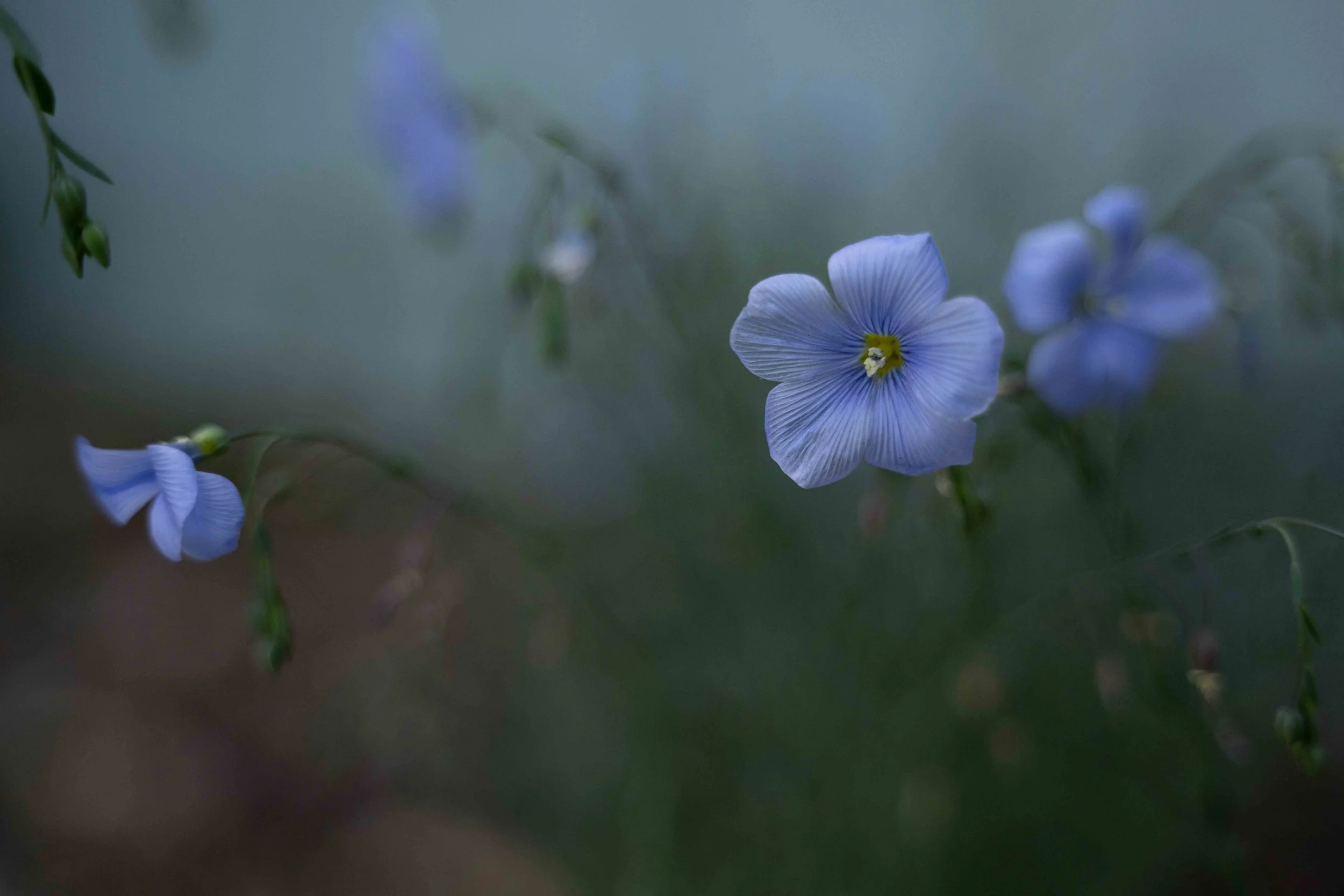 blue flax.jpg