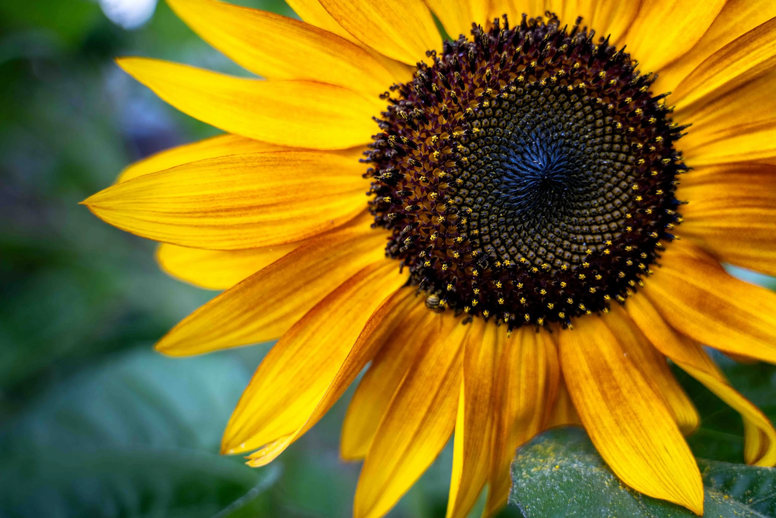 Sunflower1.jpg