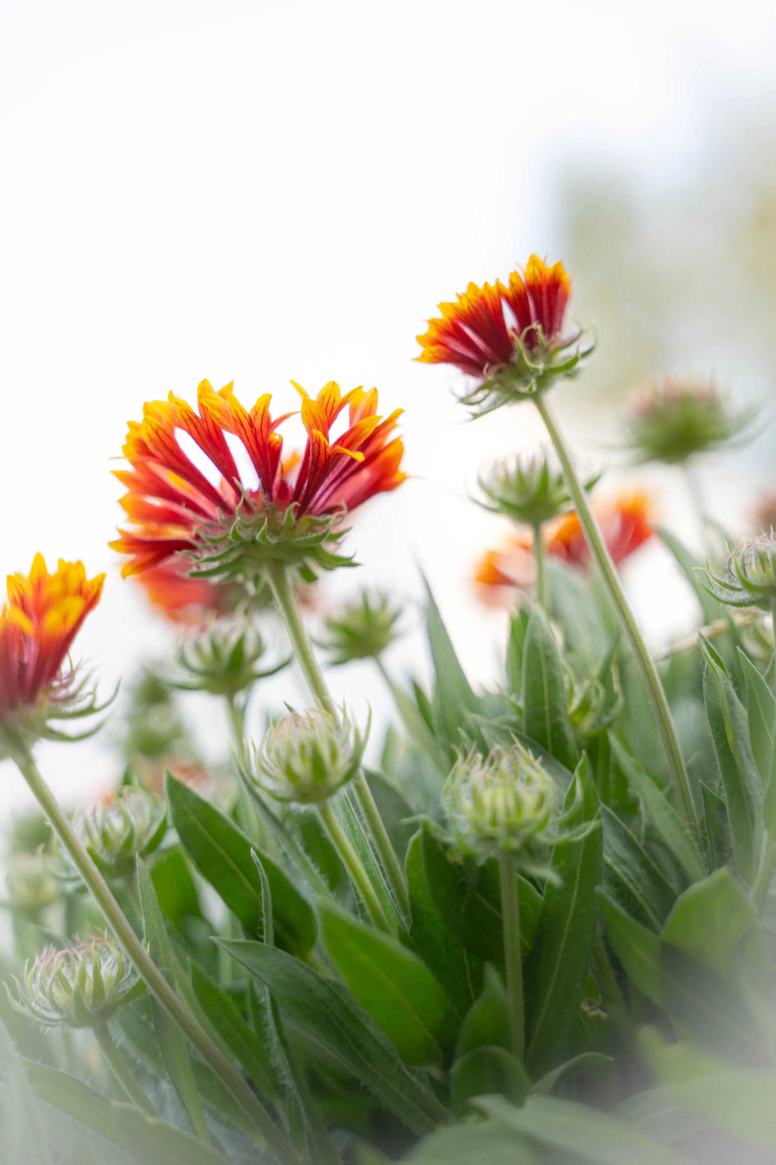 orange flowers2.jpg