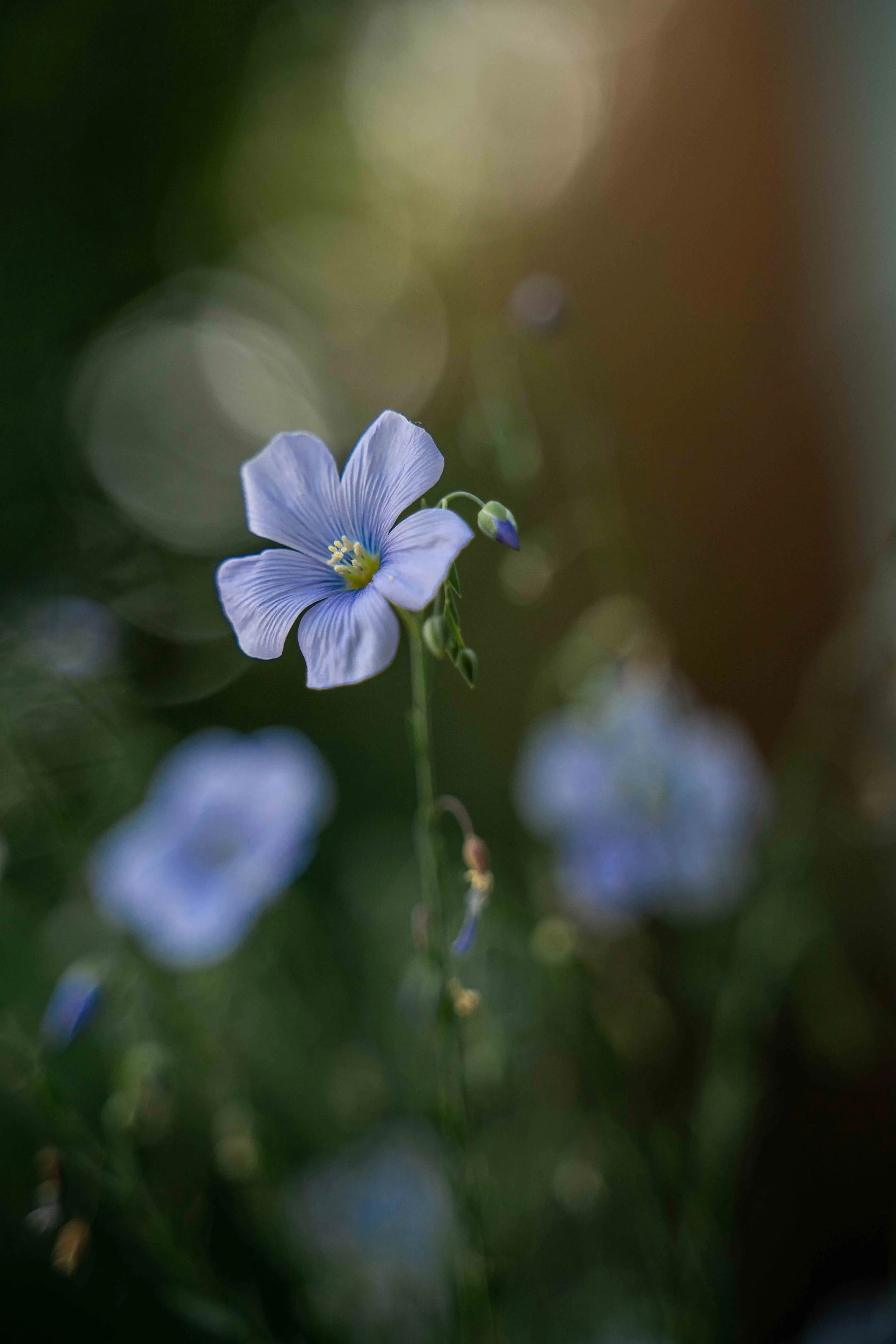 Flax vertical bokeh.jpg