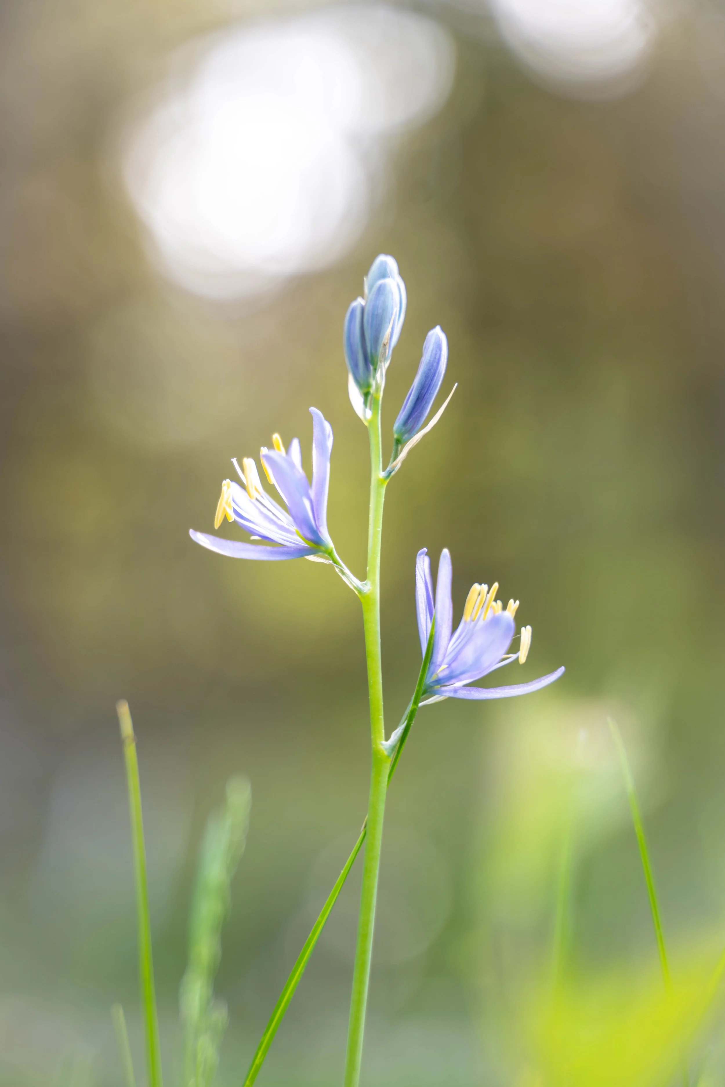 Camas lily7.jpg