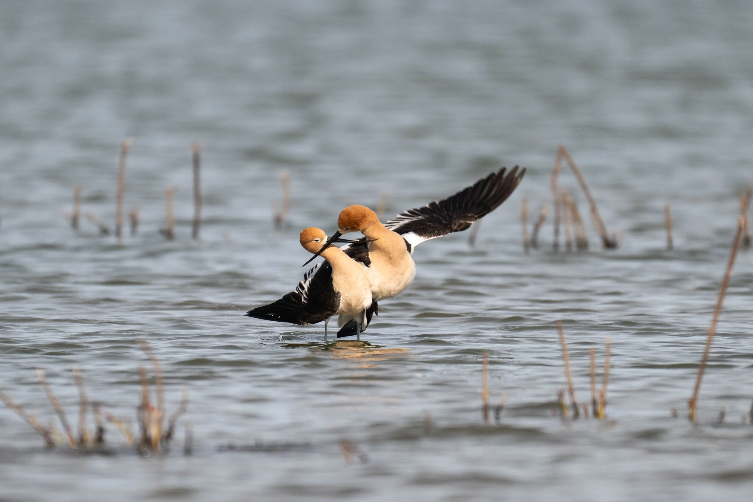 Avocet mating6.jpg