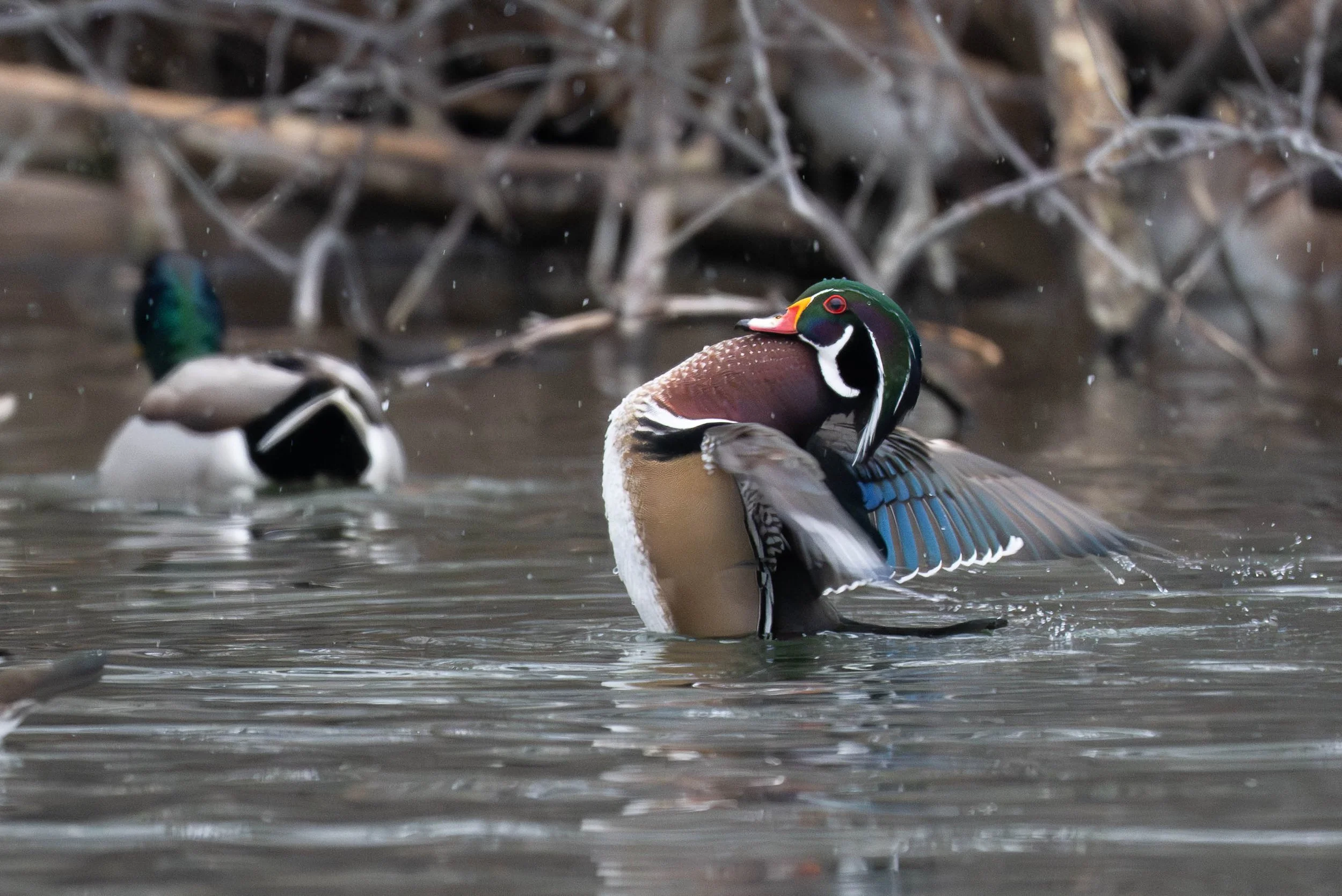 Wood duck flex1.jpg