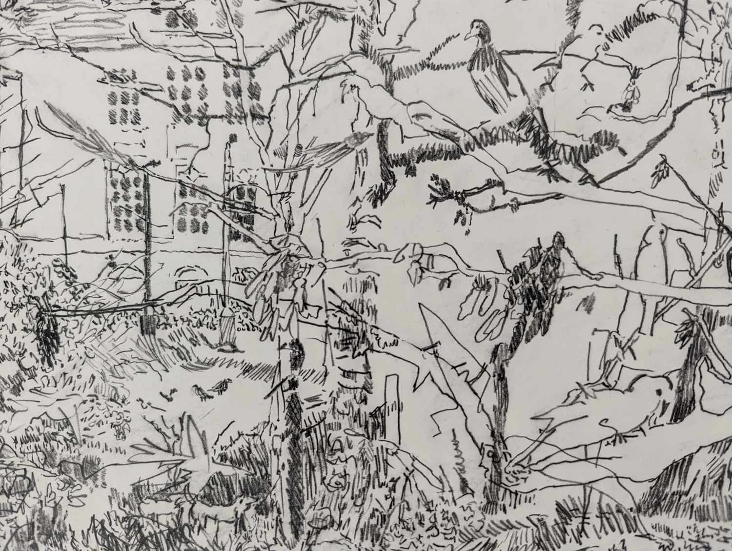 Detail of graphite drawing by Alexandra Blum pigeons starlings branches building Laycock Green Islington London