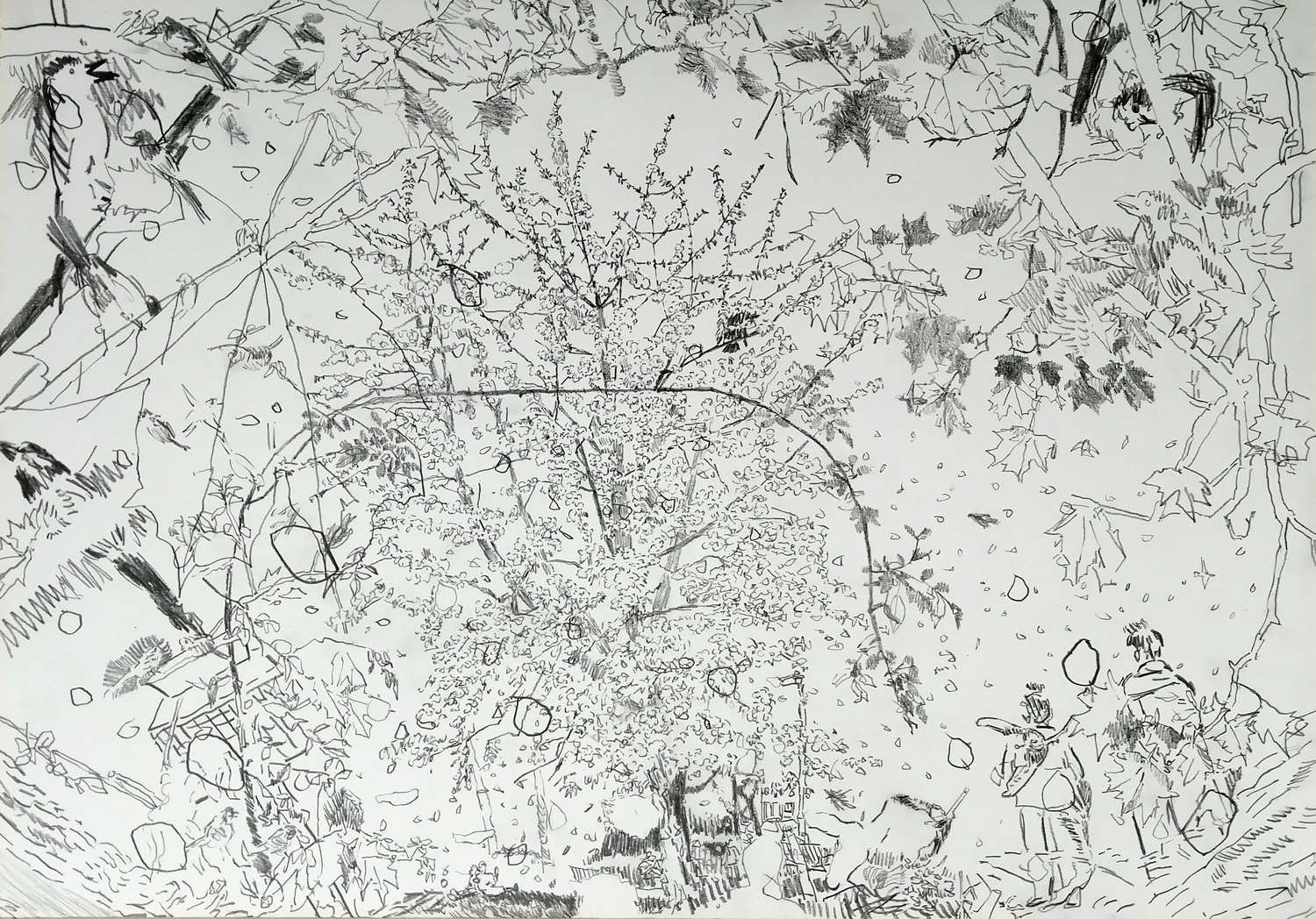 Alexandra_Blum_graphite_drawing_blossom_tree_Laycock_Green_London.jpg