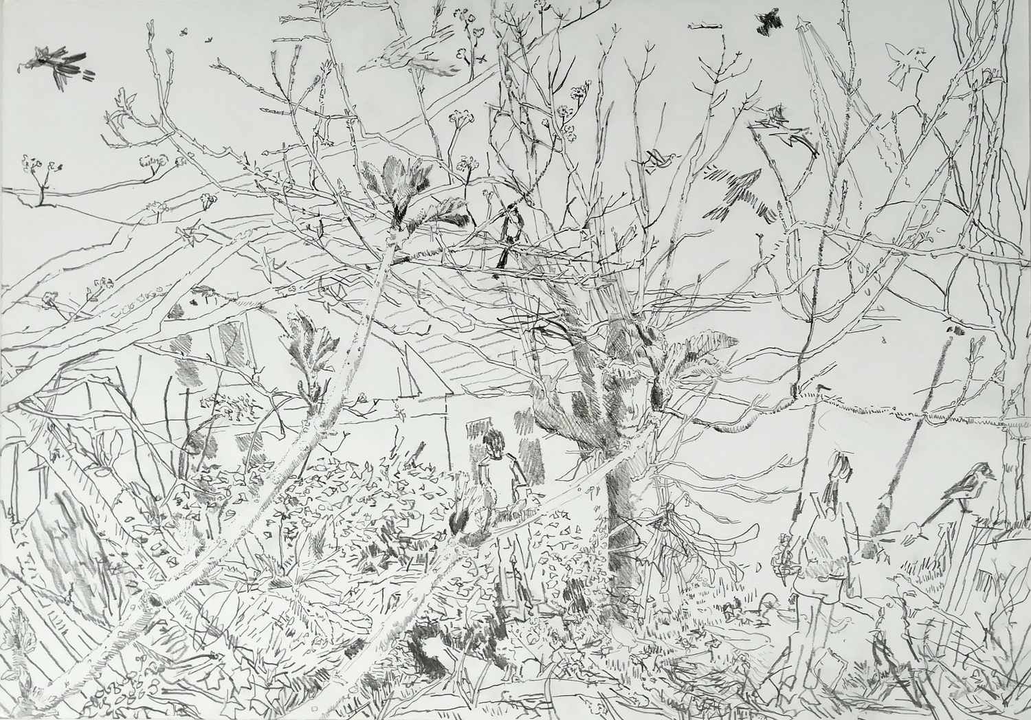 Alexandra_Blum_graphite_drawing_Early_Spring_Laycock_green_London.jpg