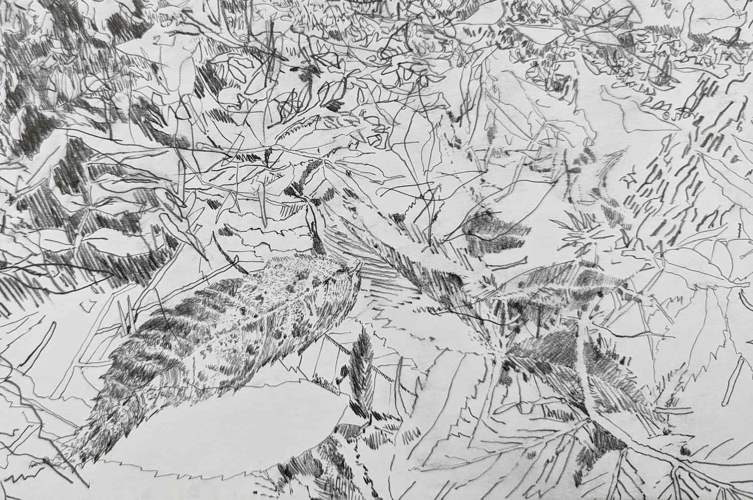 Detail from graphite drawing by Alexandra Blum close up fallen leaves autumn Laycock Green Islington London