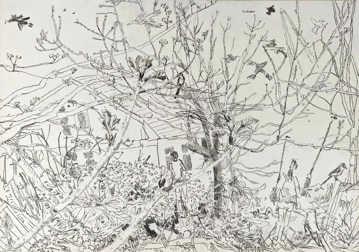 Graphite drawing by Alexandra Blum early spring on Laycock Green new buds birds passersby
