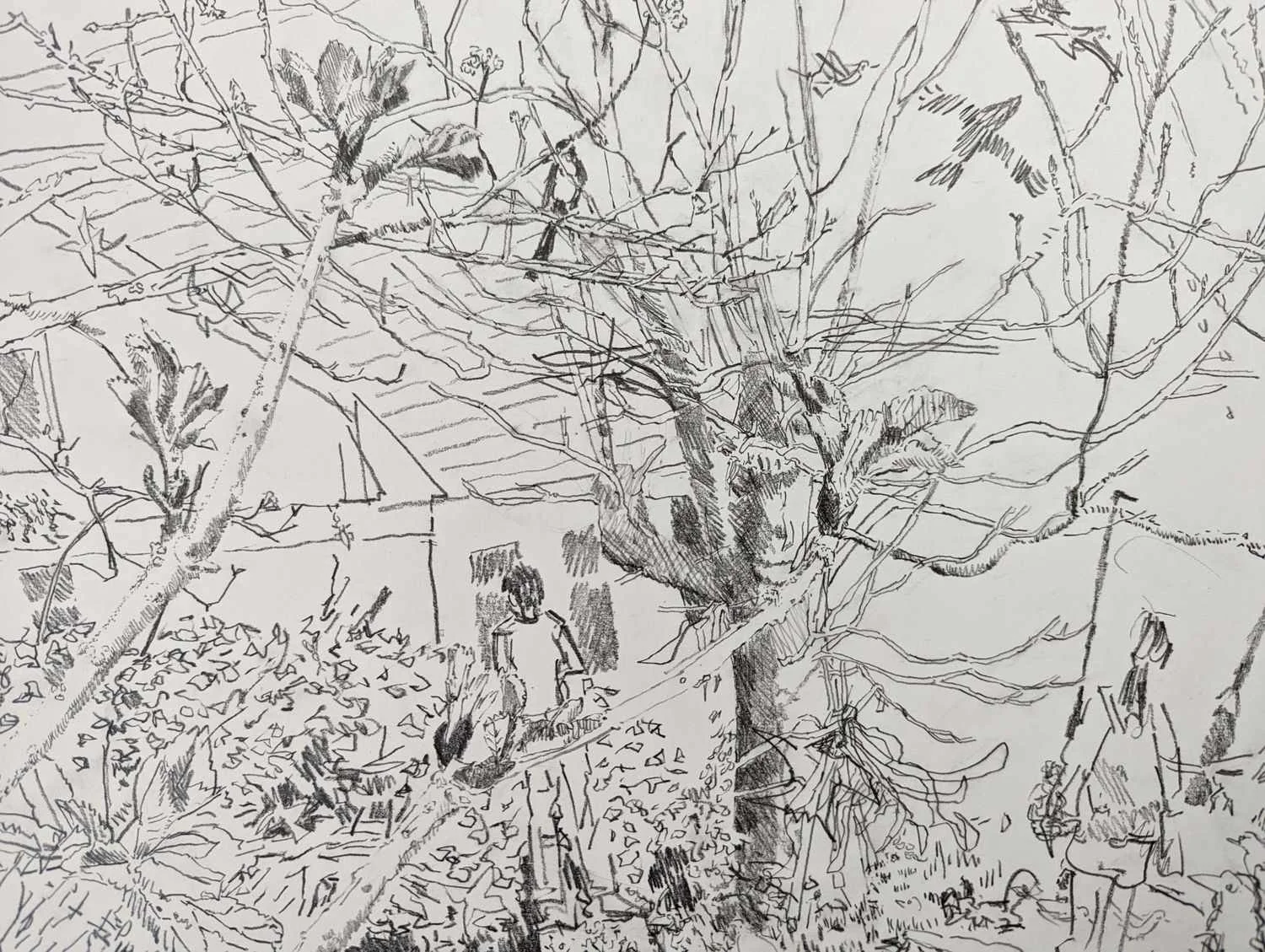 Detail from graphite drawing by Alexandra Blum magpie in branches buds early leaves