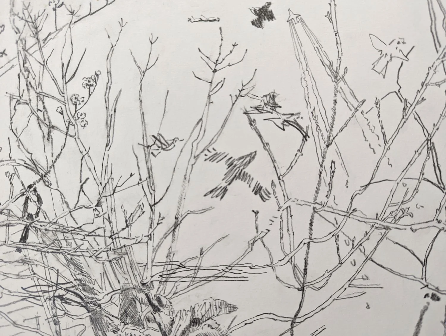 Detail from graphite drawing by Alexandra Blum birds planes contrails seen through early spring branches Laycock Green Islington London
