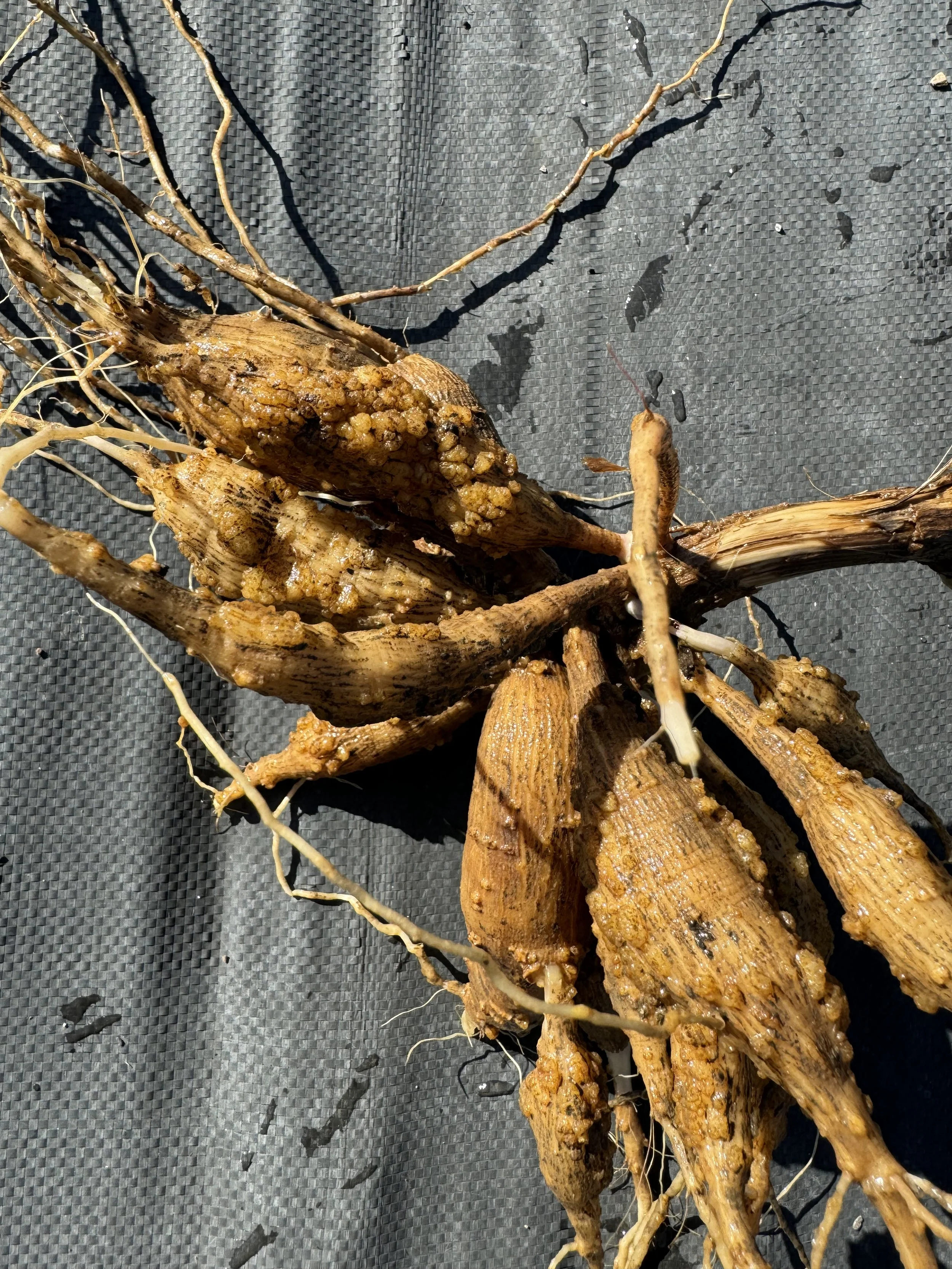 Oh no! bumpy tubers!