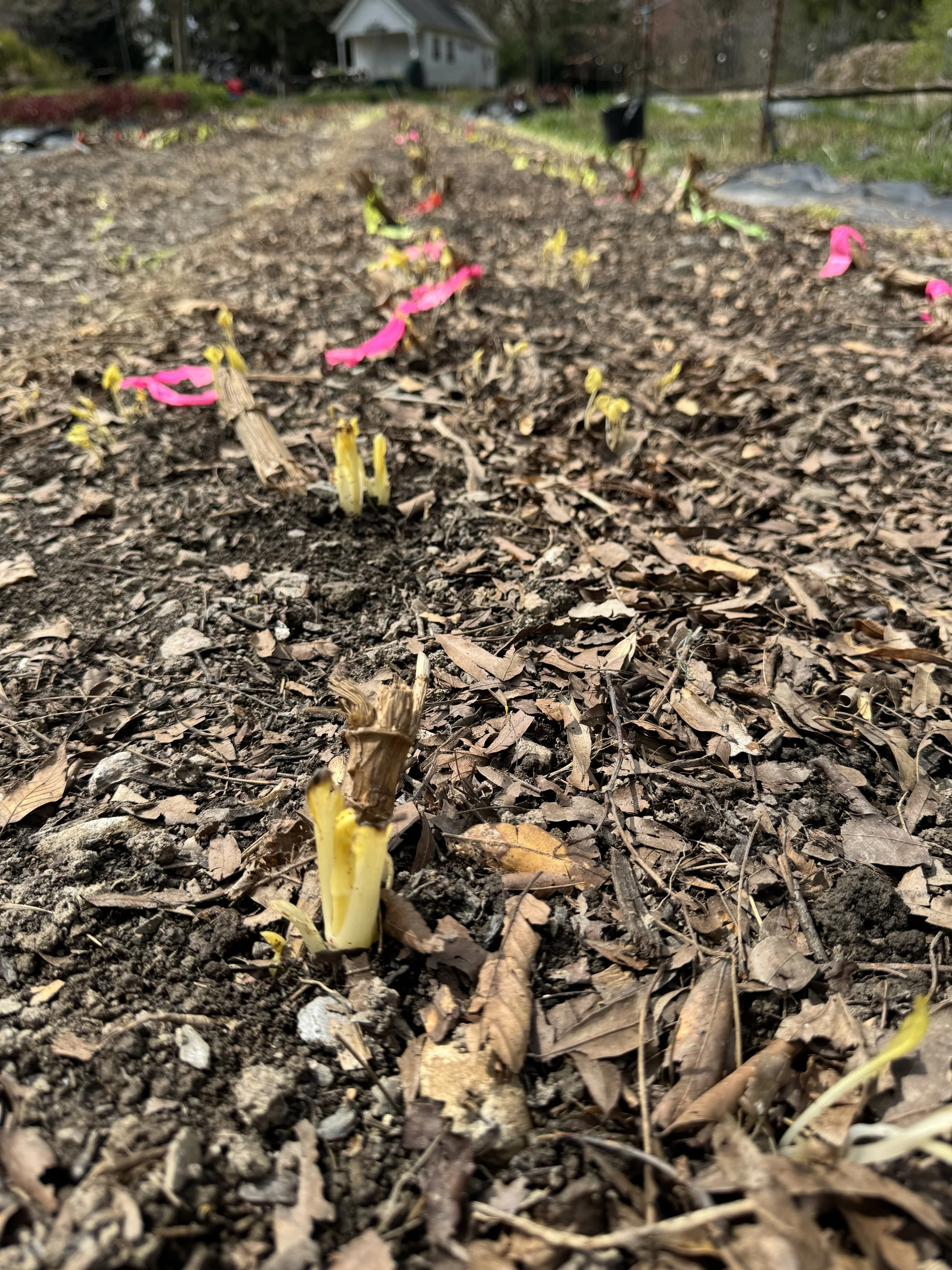 Shoots emerging in April 