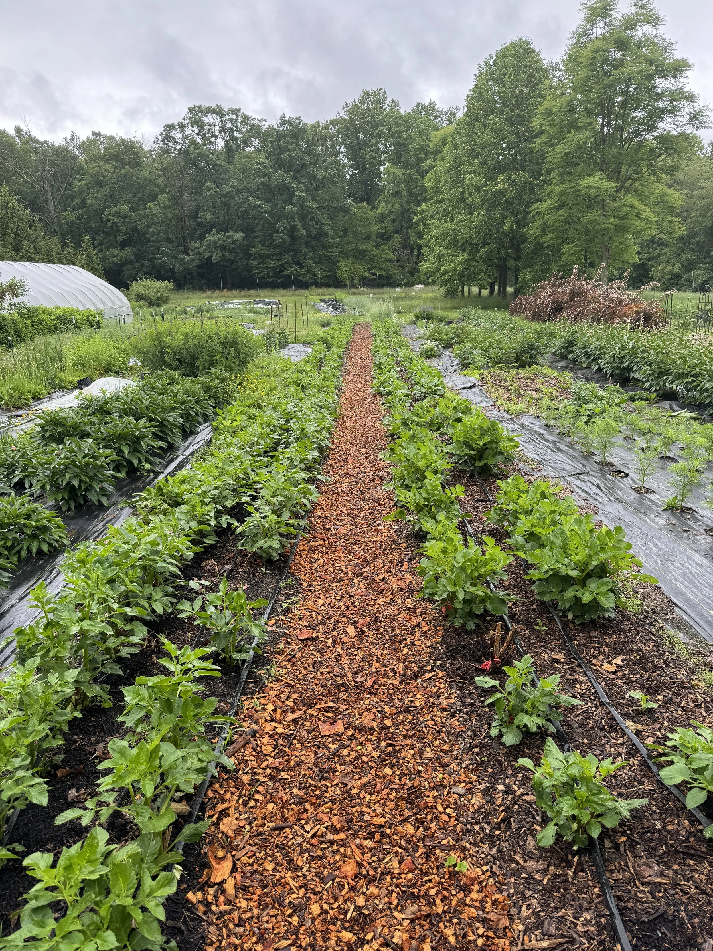 May 2024 all mulched!