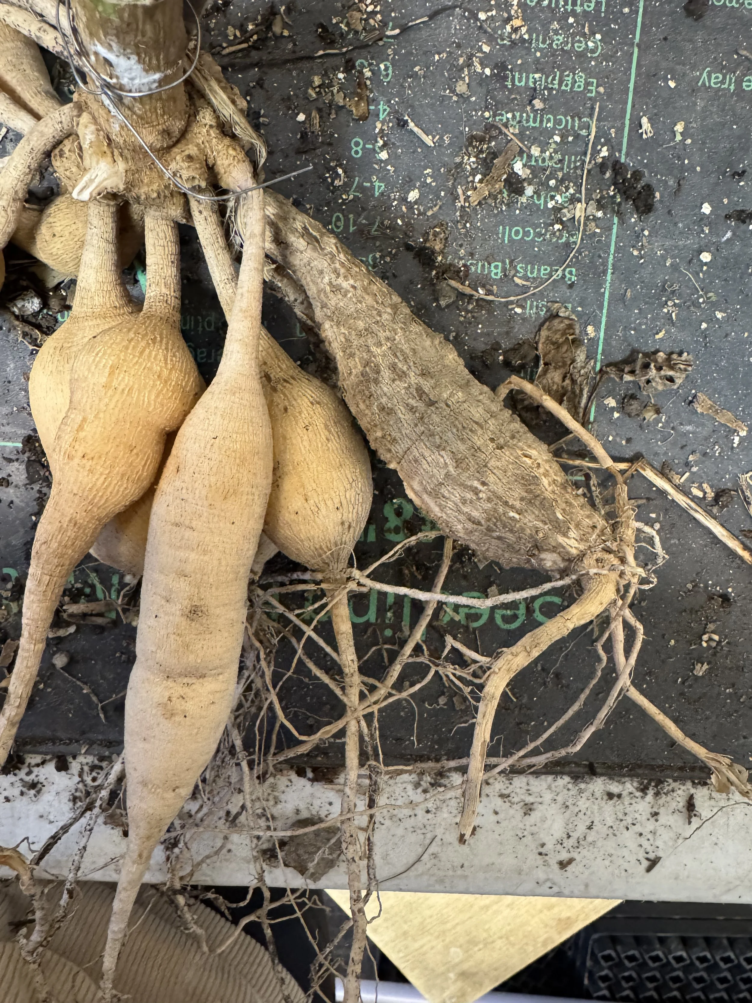 Ugly tubers produced normal babies