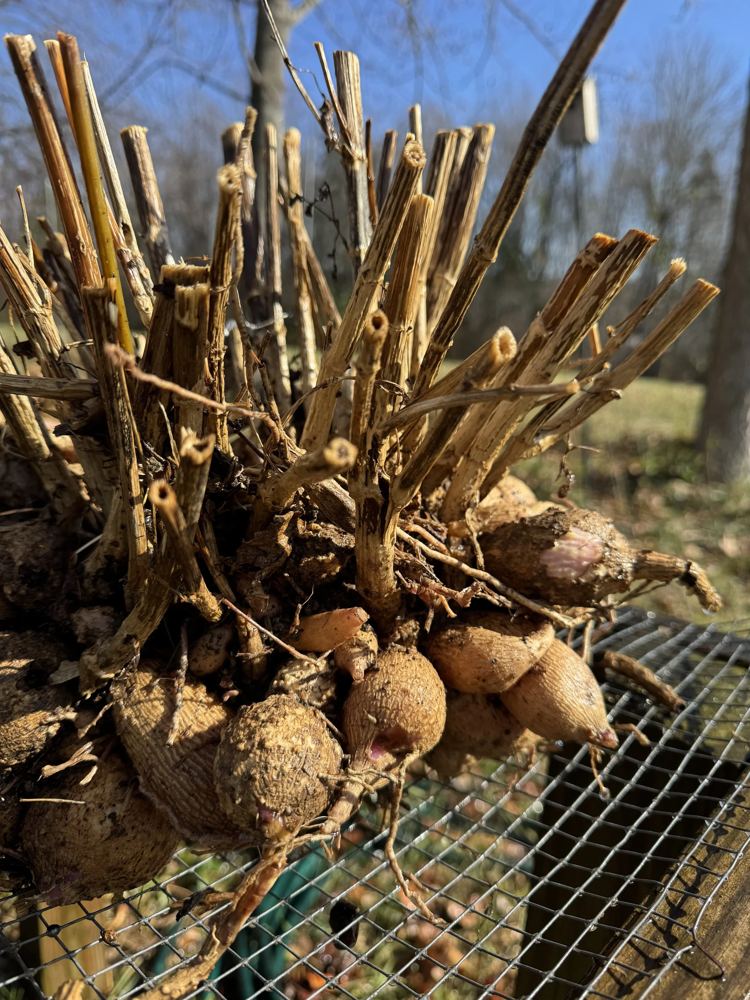 A three year old clump of tubers