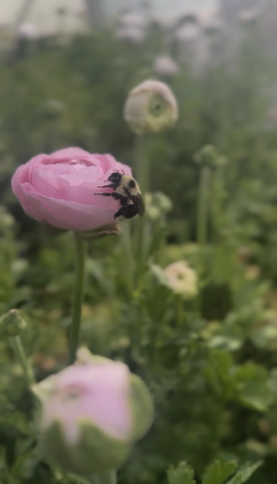 Field Notes April 12th-18th