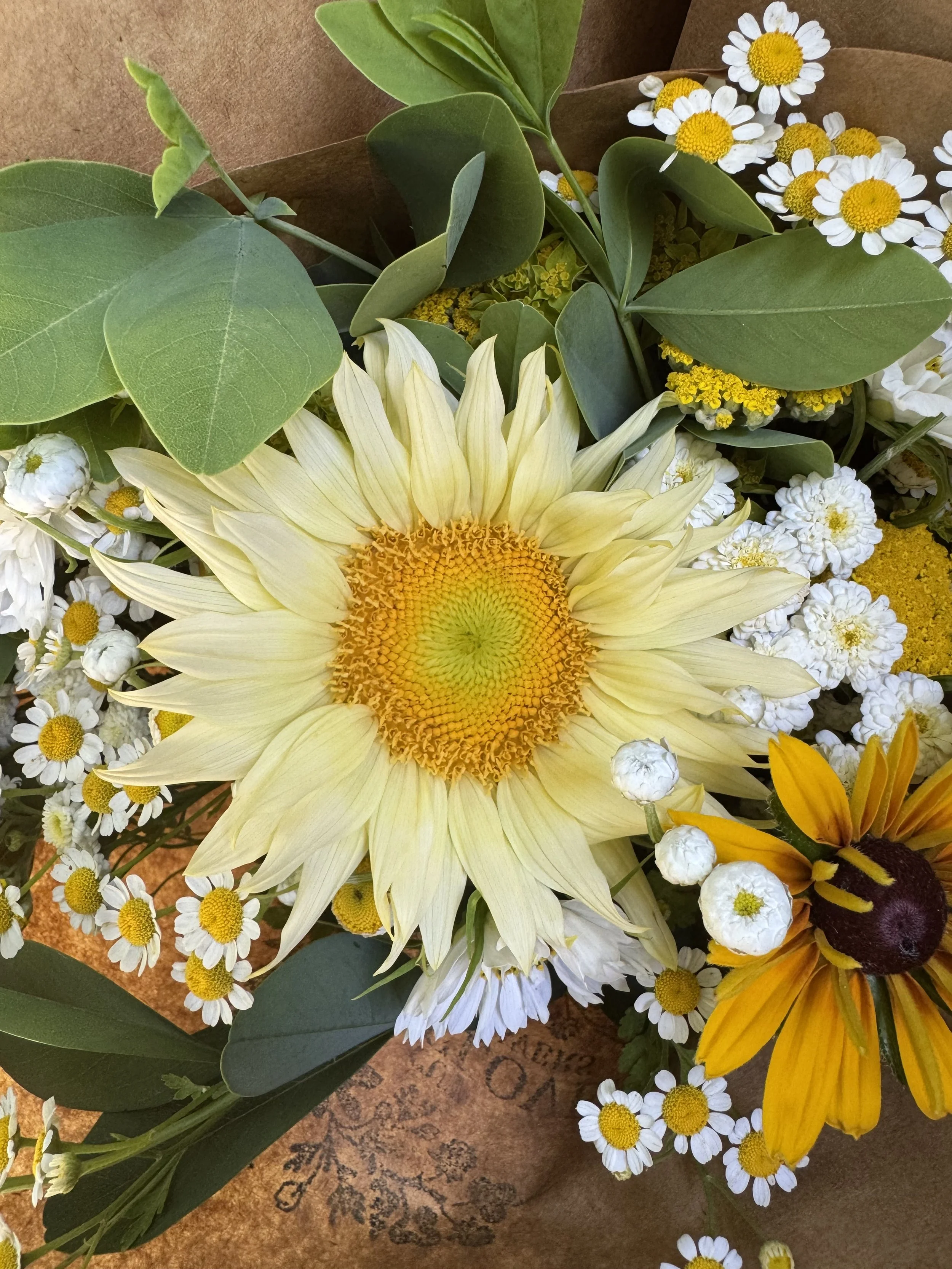 Field Notes June 15 to 19: Summer and The Living is Easy