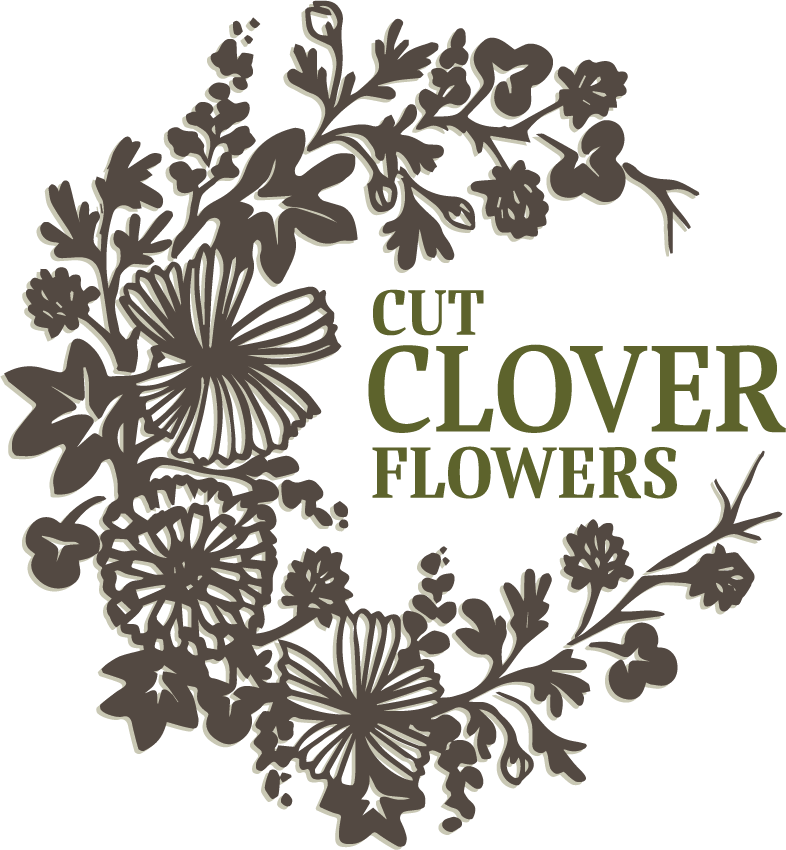 Cut Clover Flowers