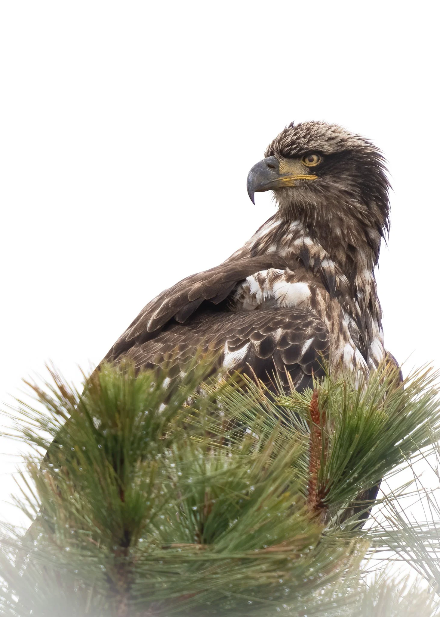 HighKey Eagle by Rick Pott.jpg