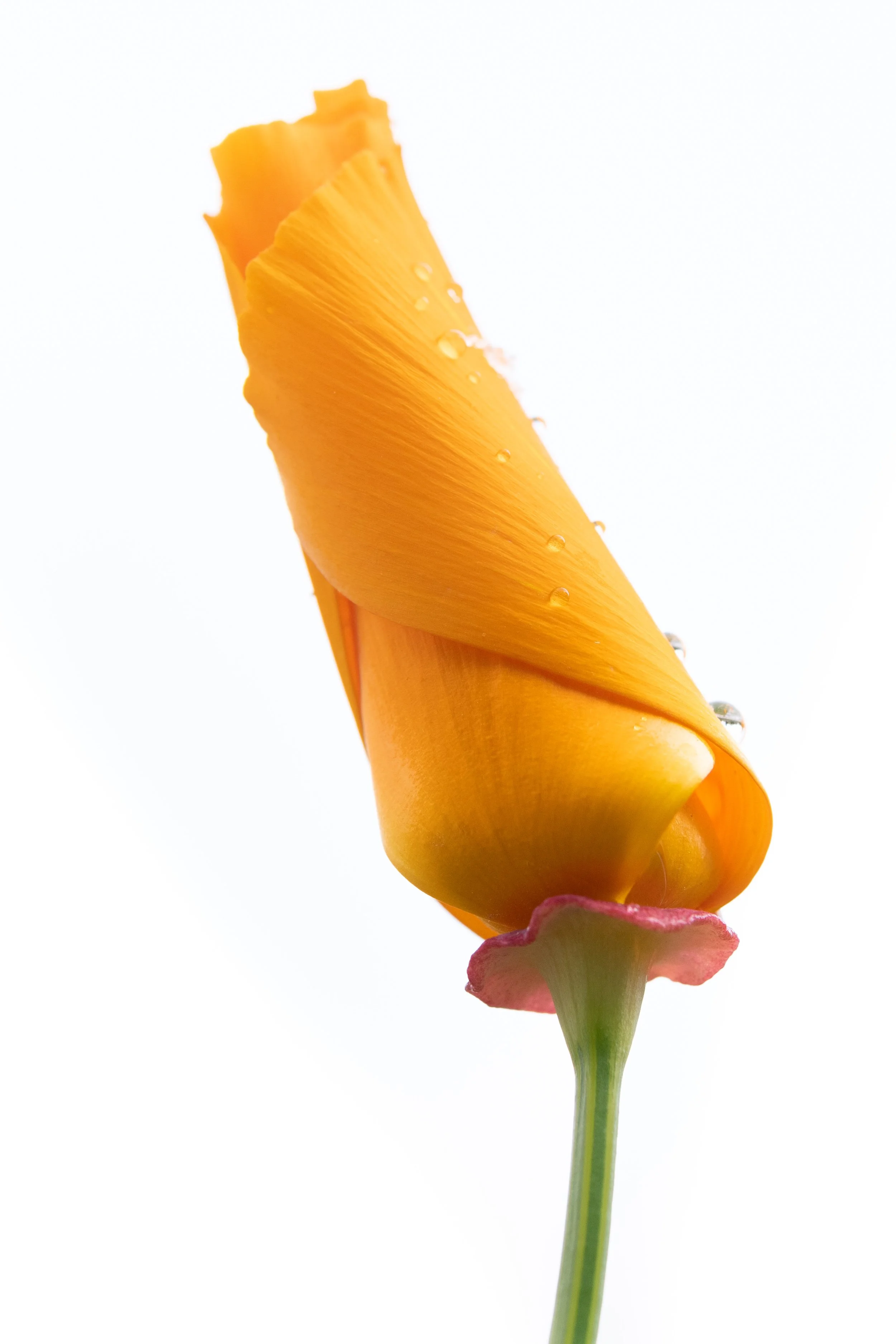 Rick Pott - 20220508CaPoppy.jpg