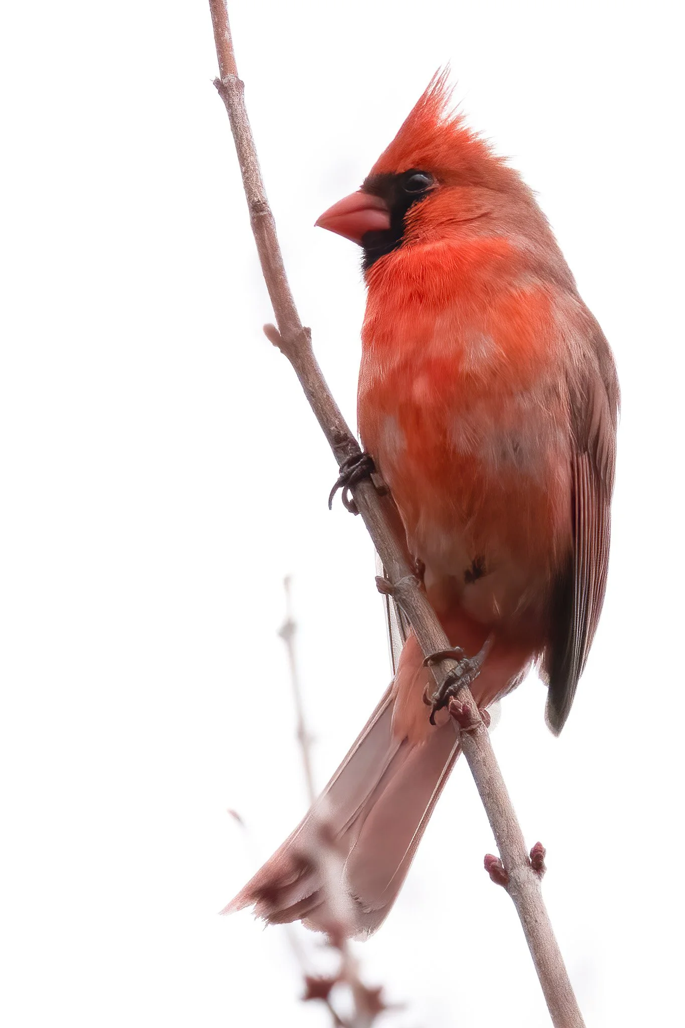 HighKey Cardinal by Rick Pott.jpg