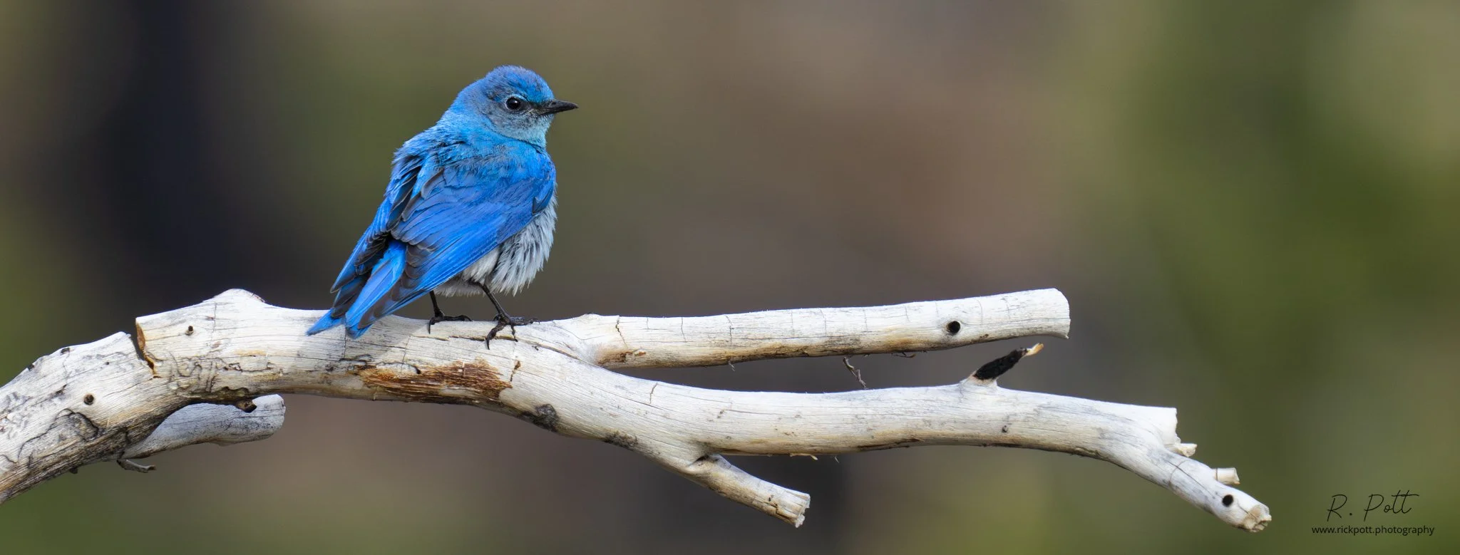 Rick Pott - 20230528080652210-Enhanced-NR-Edit.jpeg