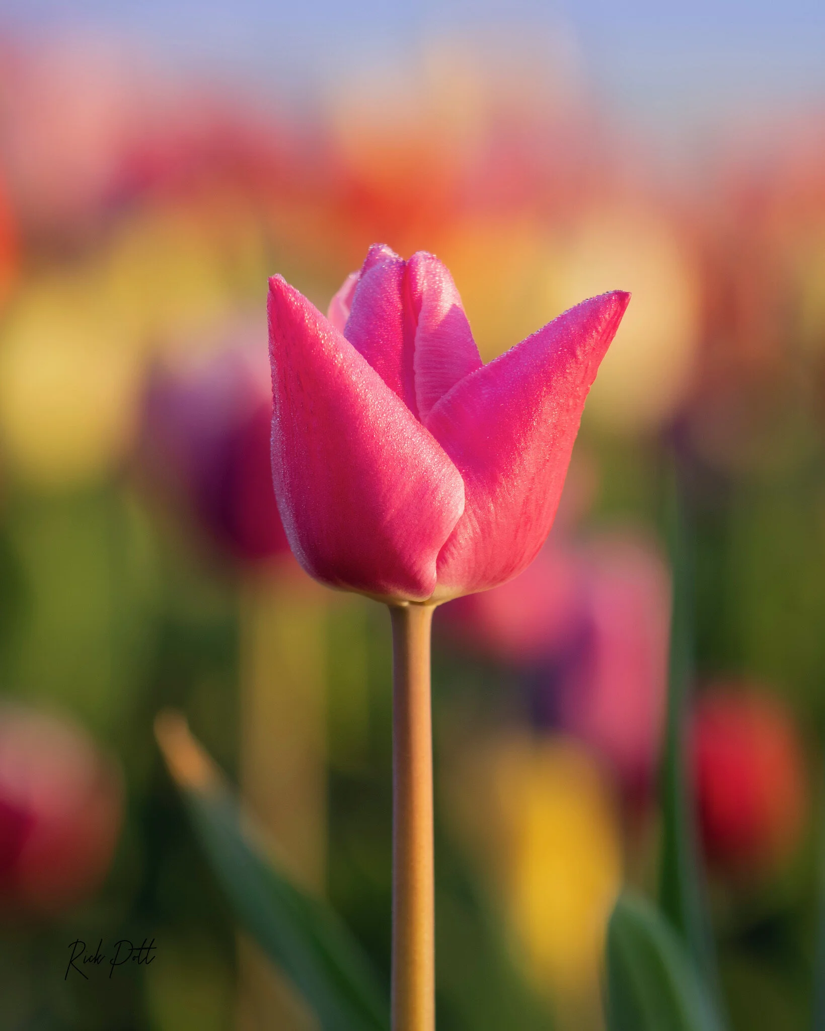 Lone Pink Tulip from Skagit Valley. Tulip Town 2021