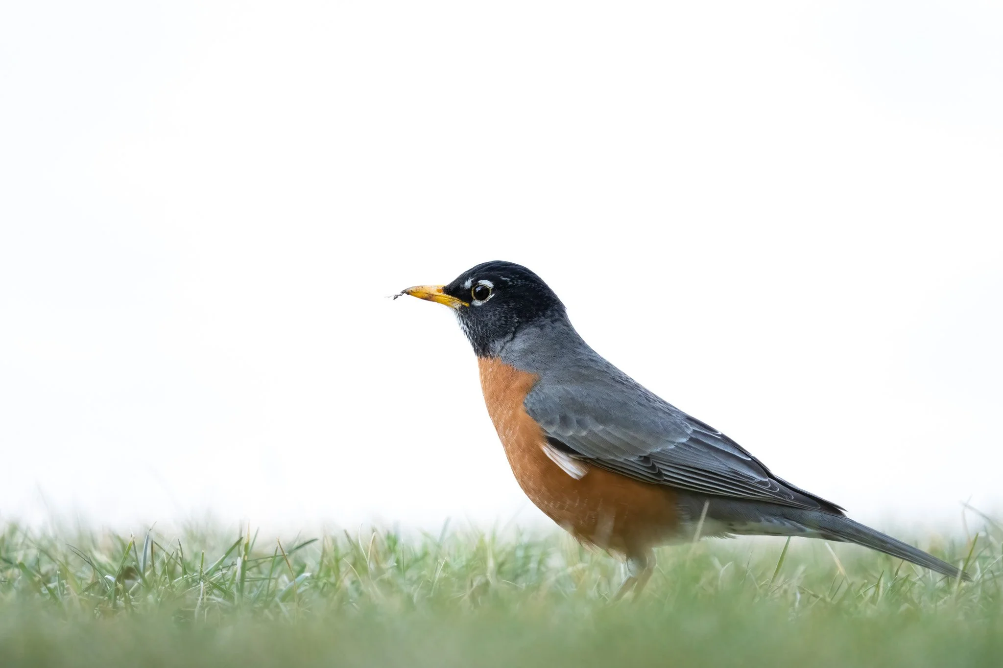 HighKey Robin by Rick Pott.jpg