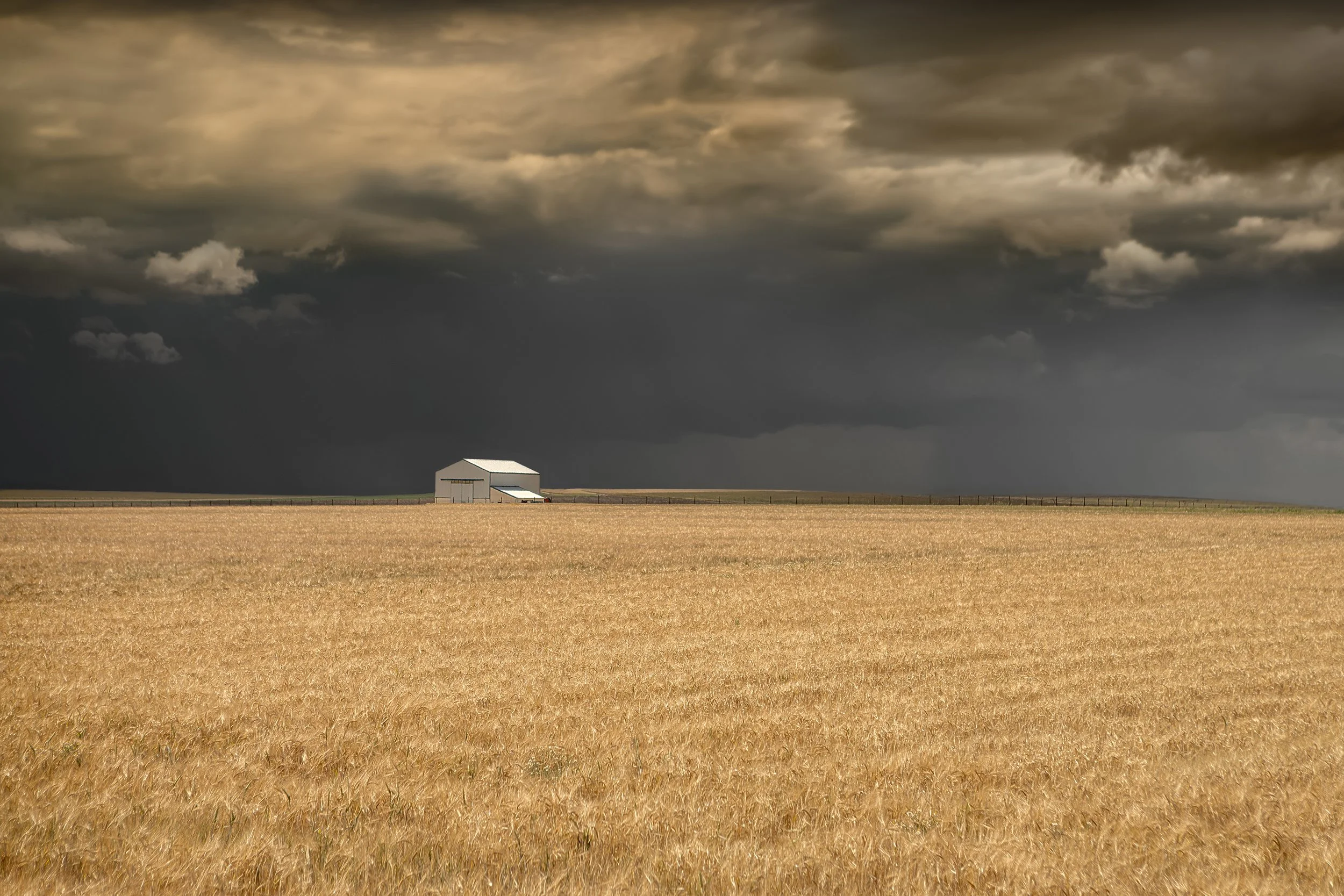 DAMASO AVILA / Spain / WHEAT FIELDS