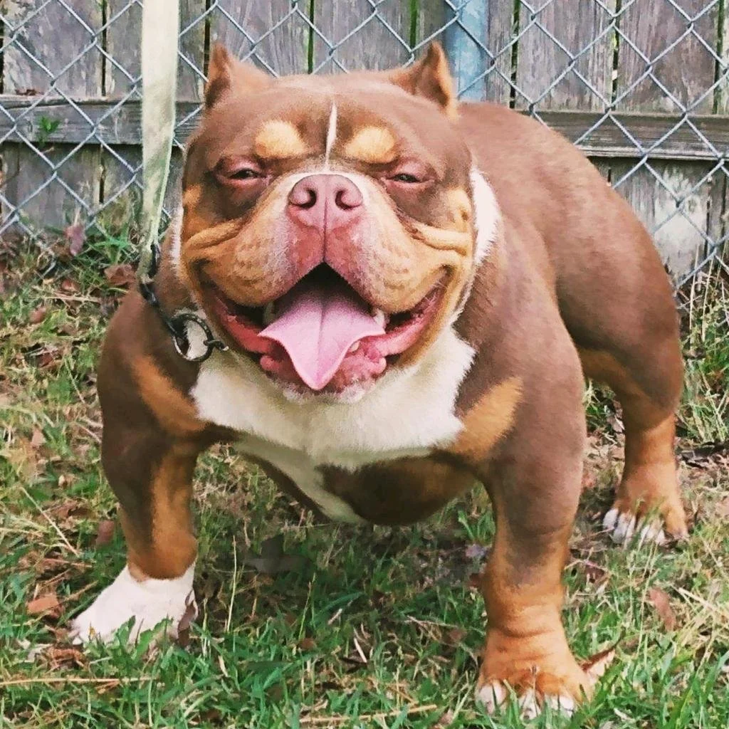 MALES — DOUBLE R BULLIES