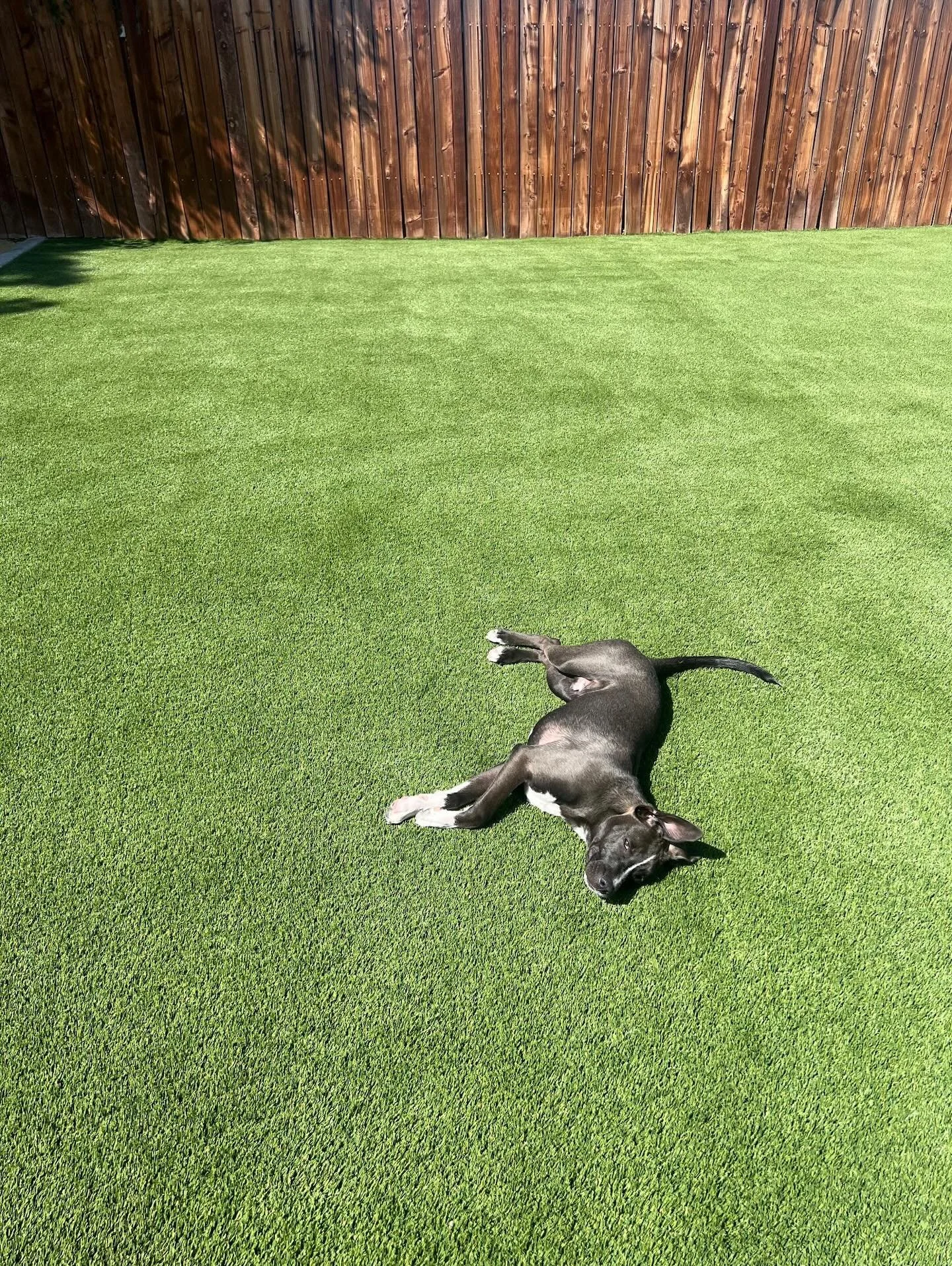 Big transformation on this one! 😀

1,000+ sq. ft. of artificial turf fully reset. Machine cleaning, pet odor treatment, full yard sanitization, weed removal, UV protection &mdash; and we added hundreds of pounds of premium vinyl infill.

Best part? 