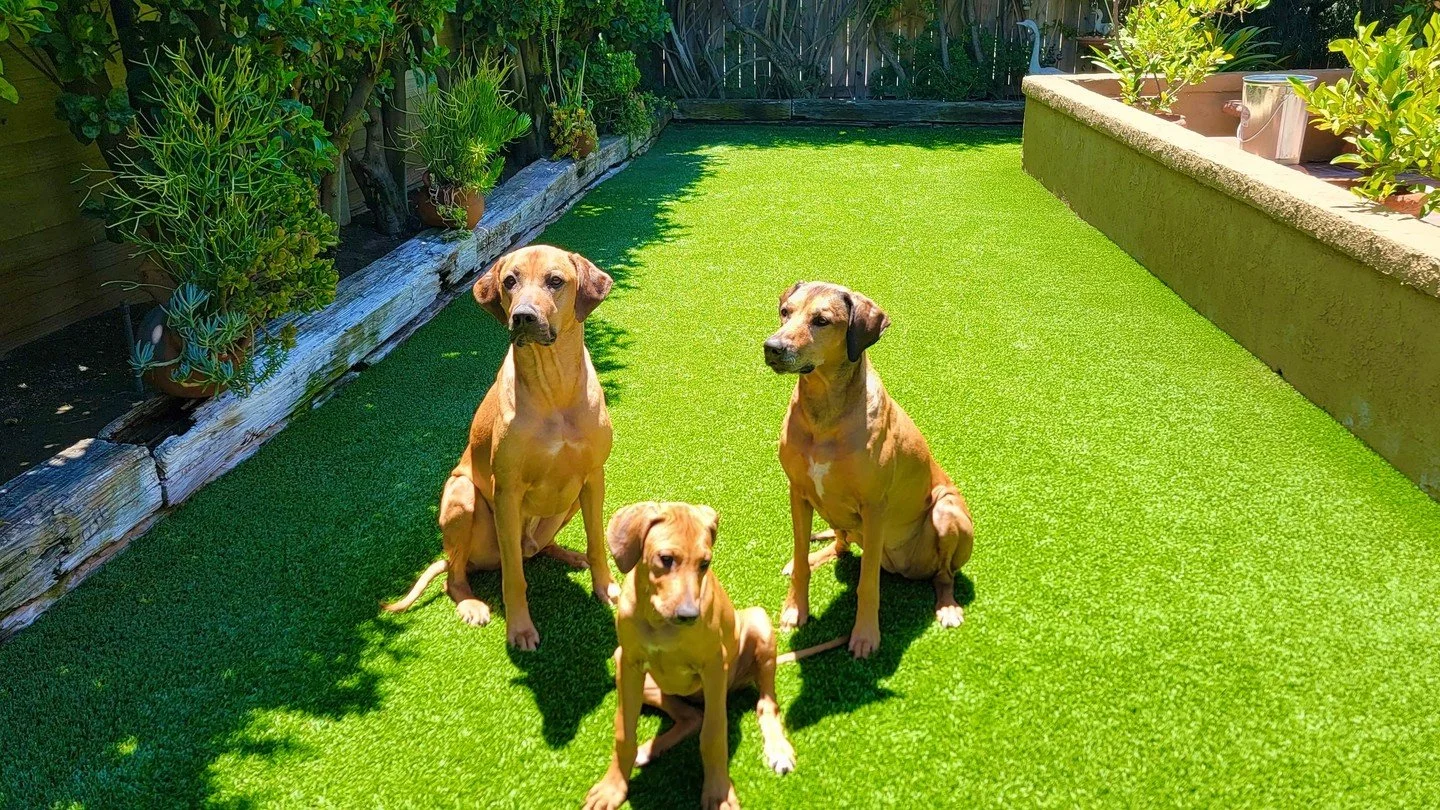 Pet Odor Removal 