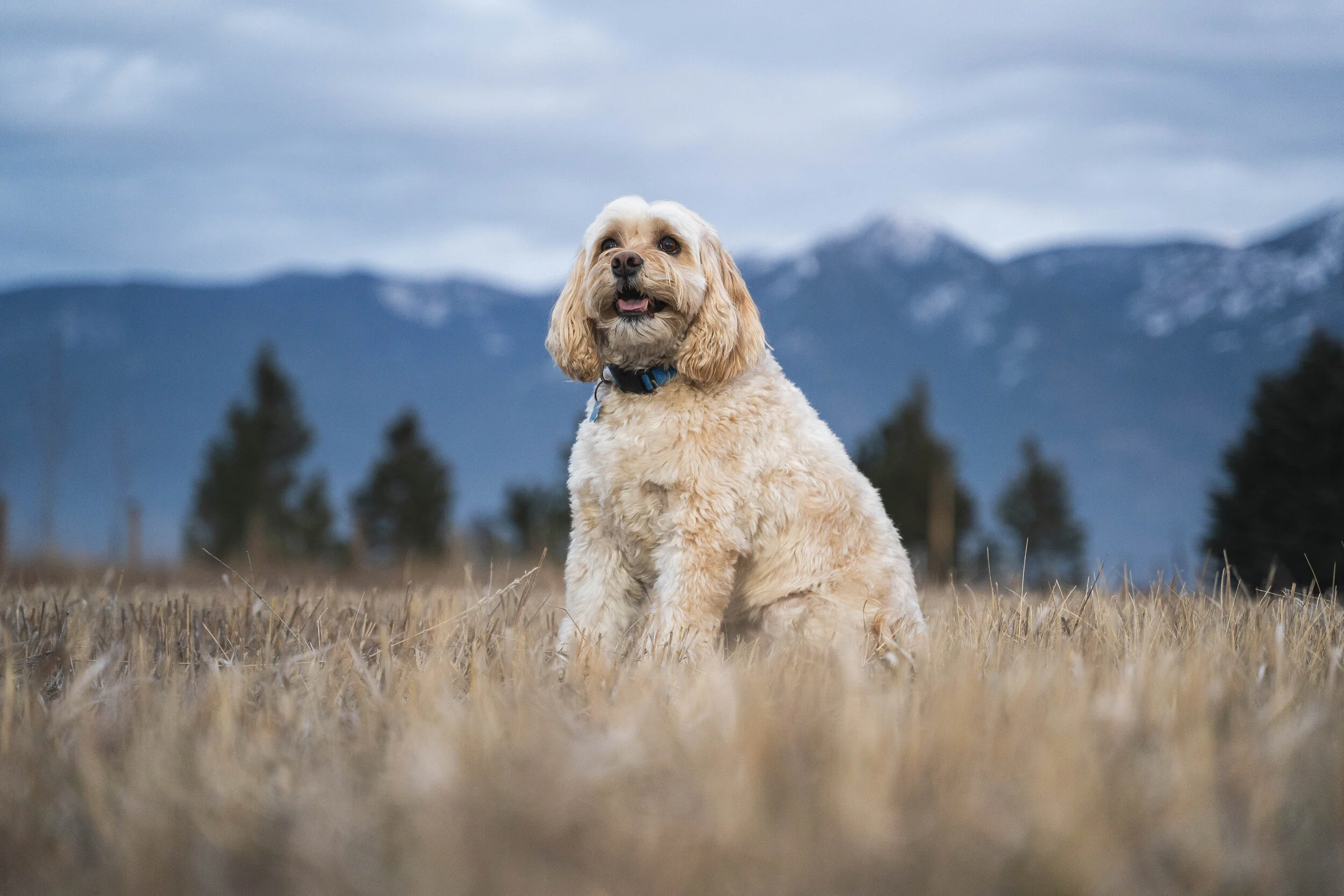 Small fluffy dog sitting in a field with mountains in the background under a cloudy sky.