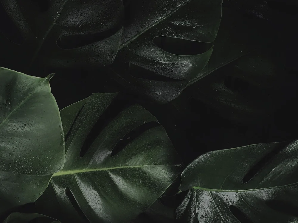 Best Brow Lamination in Vancouver, Washington — YAEL STUDIO