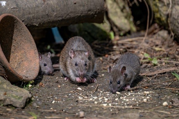 What Eats Rats? Natural Predators You Should Know About
