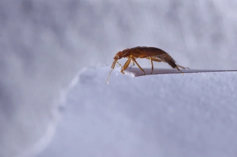Will Cold Kill Bed Bugs? Freezing Methods That Actually Work