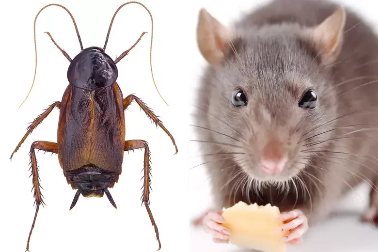 Will Mice Eat Cockroaches? Risks of Having Both Pests Indoors