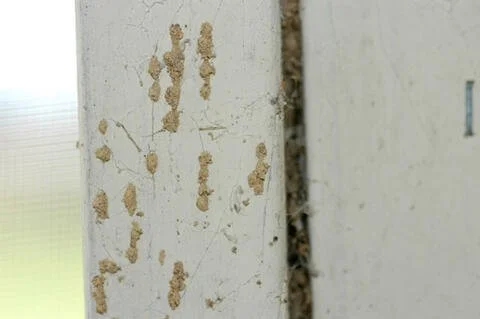 White Ants in Walls: Early Warning Signs You Shouldn’t Ignore