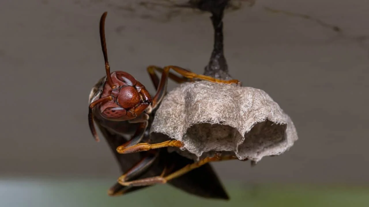 Signs of Wasp Nest in House: Complete Homeowner Guide