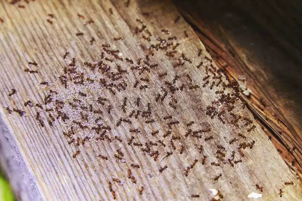 Carpenter Ant Infestation: How It Damages Wooden Structures