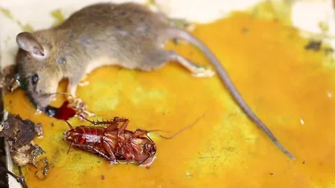 Will Mice Eat Roaches? The Truth About Their Diet