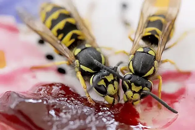 What Eats a Wasp Around Your Home or Garden