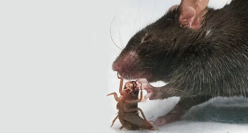 Do Mice Eat Roaches? Truth About Rodent Diets